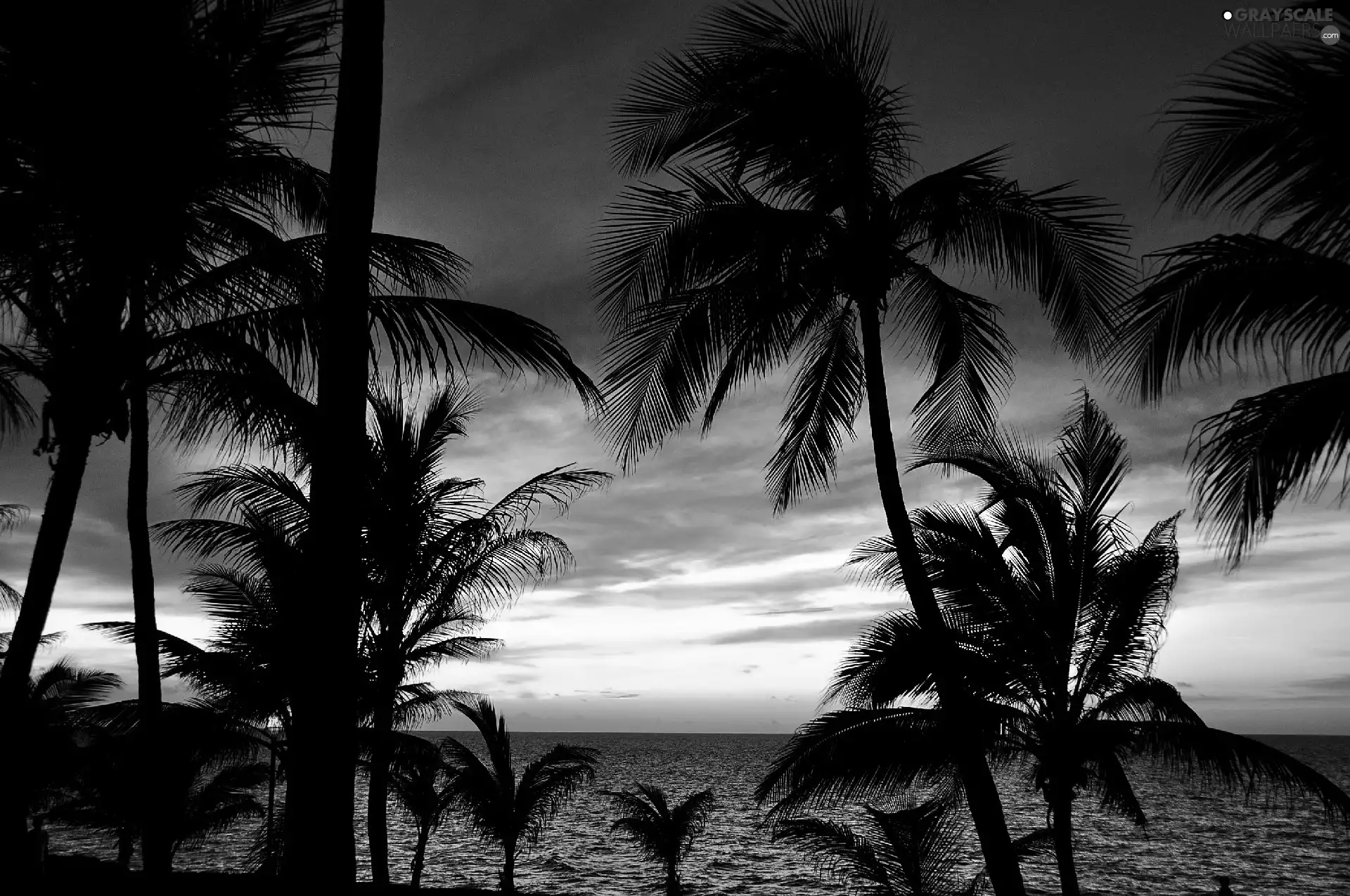 west, Palms, sea