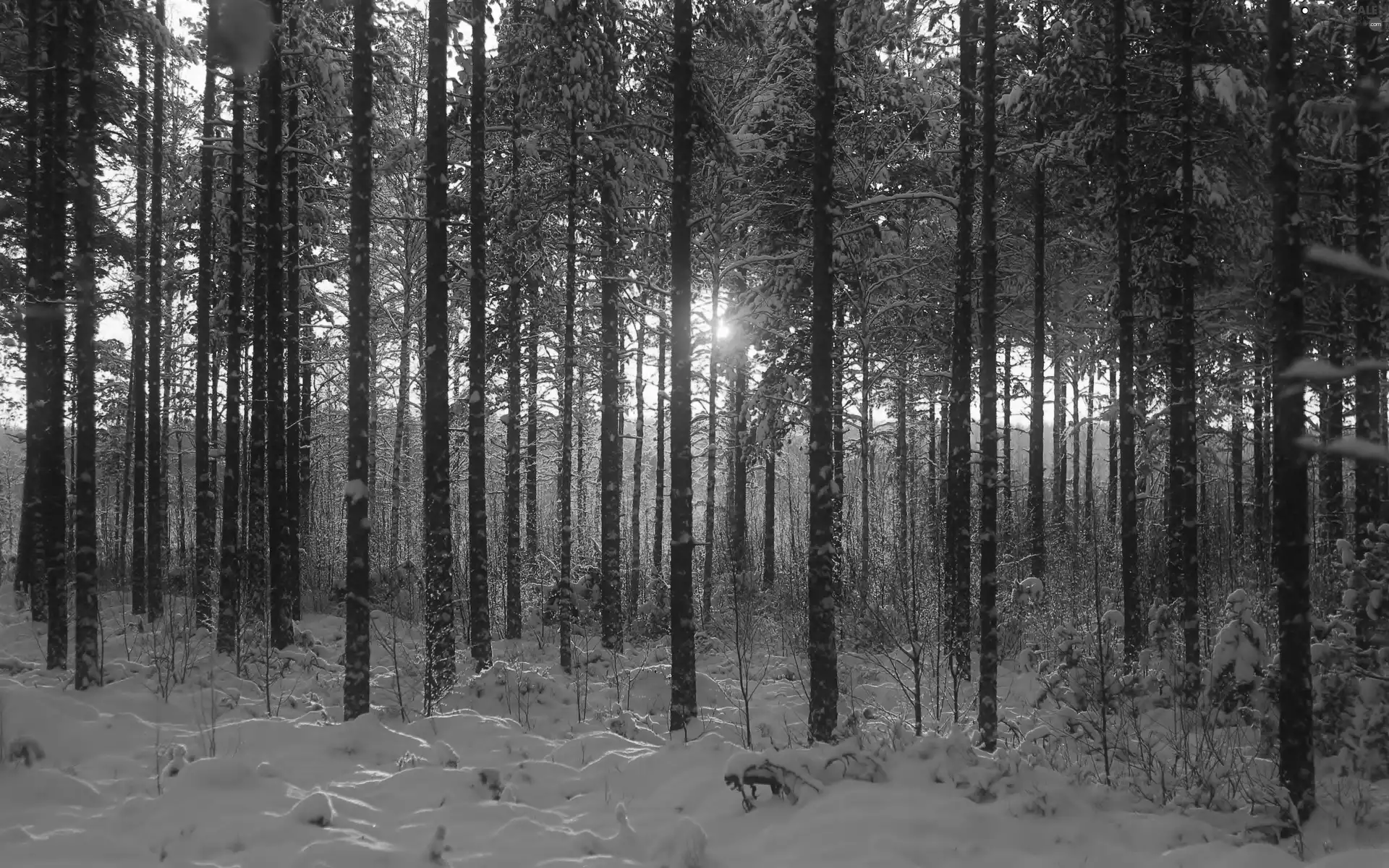 west, forest, snow