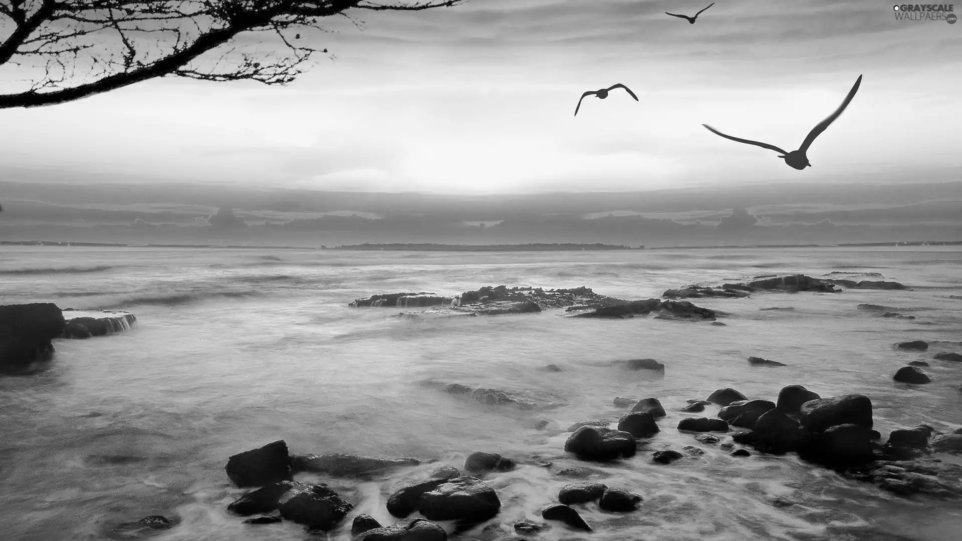 rocks, sea, west, sun, birds, Stones