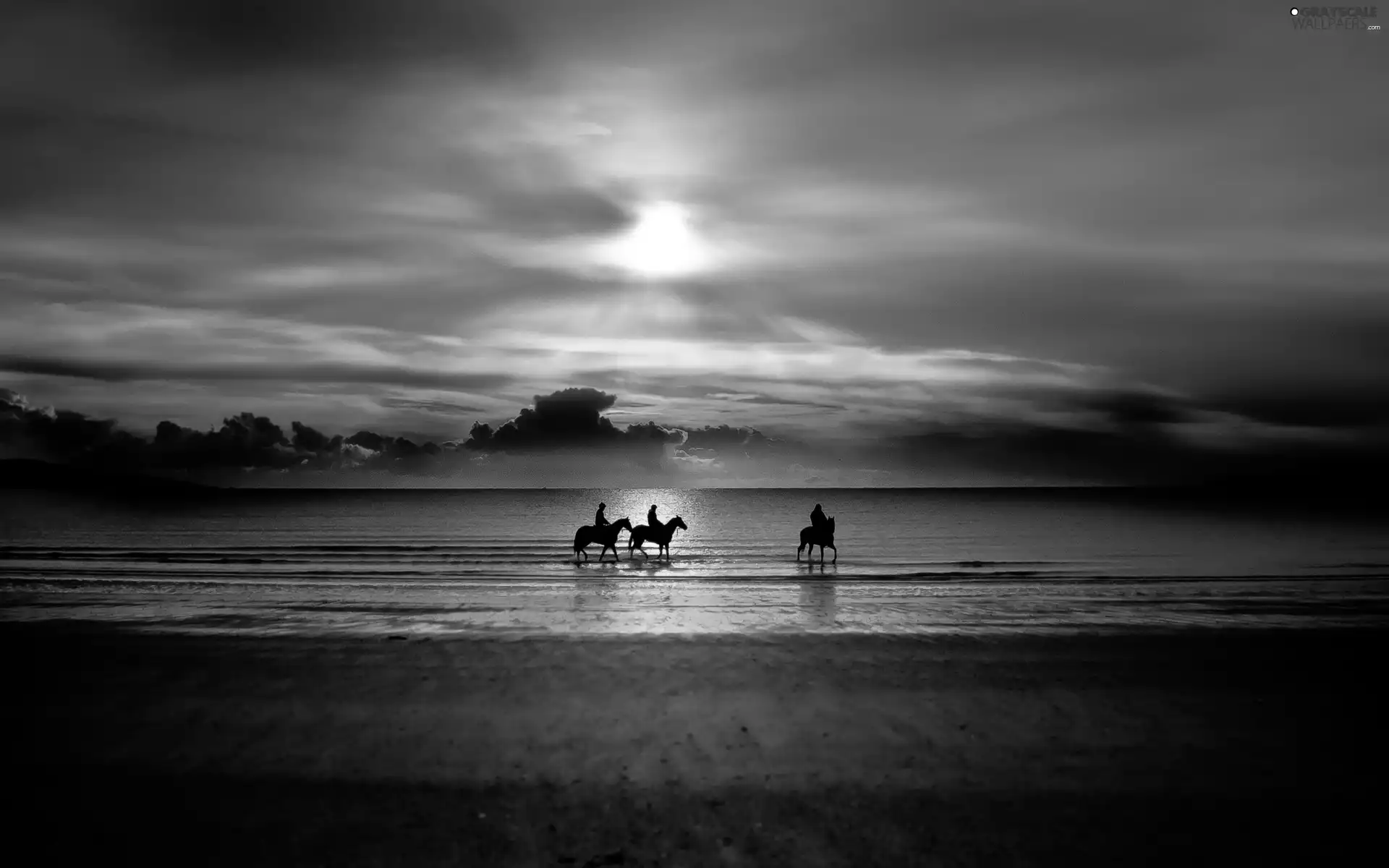 west, sun, sea, Beaches, bloodstock