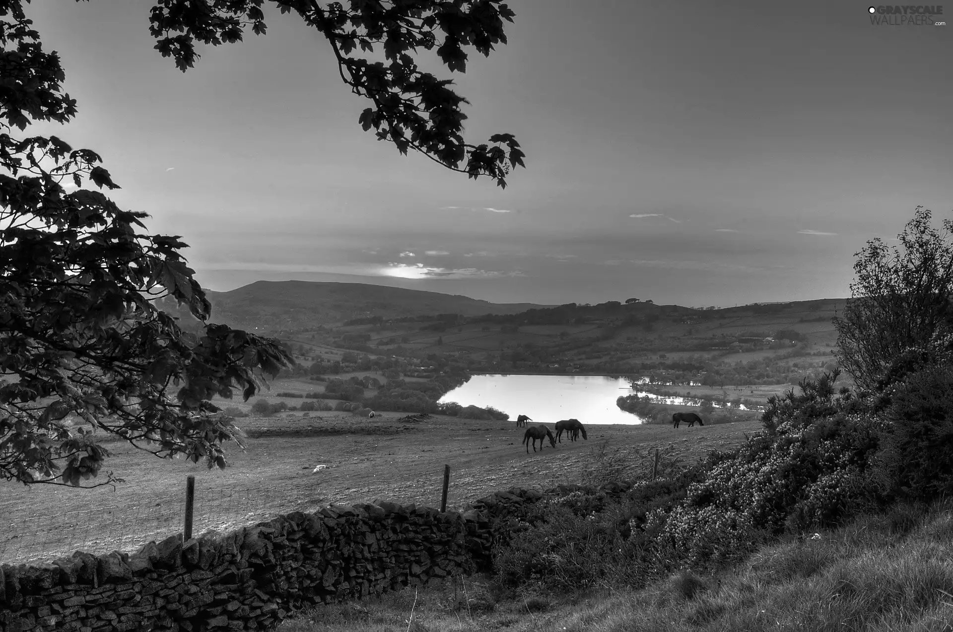 medows, River, west, sun, bloodstock, Mountains