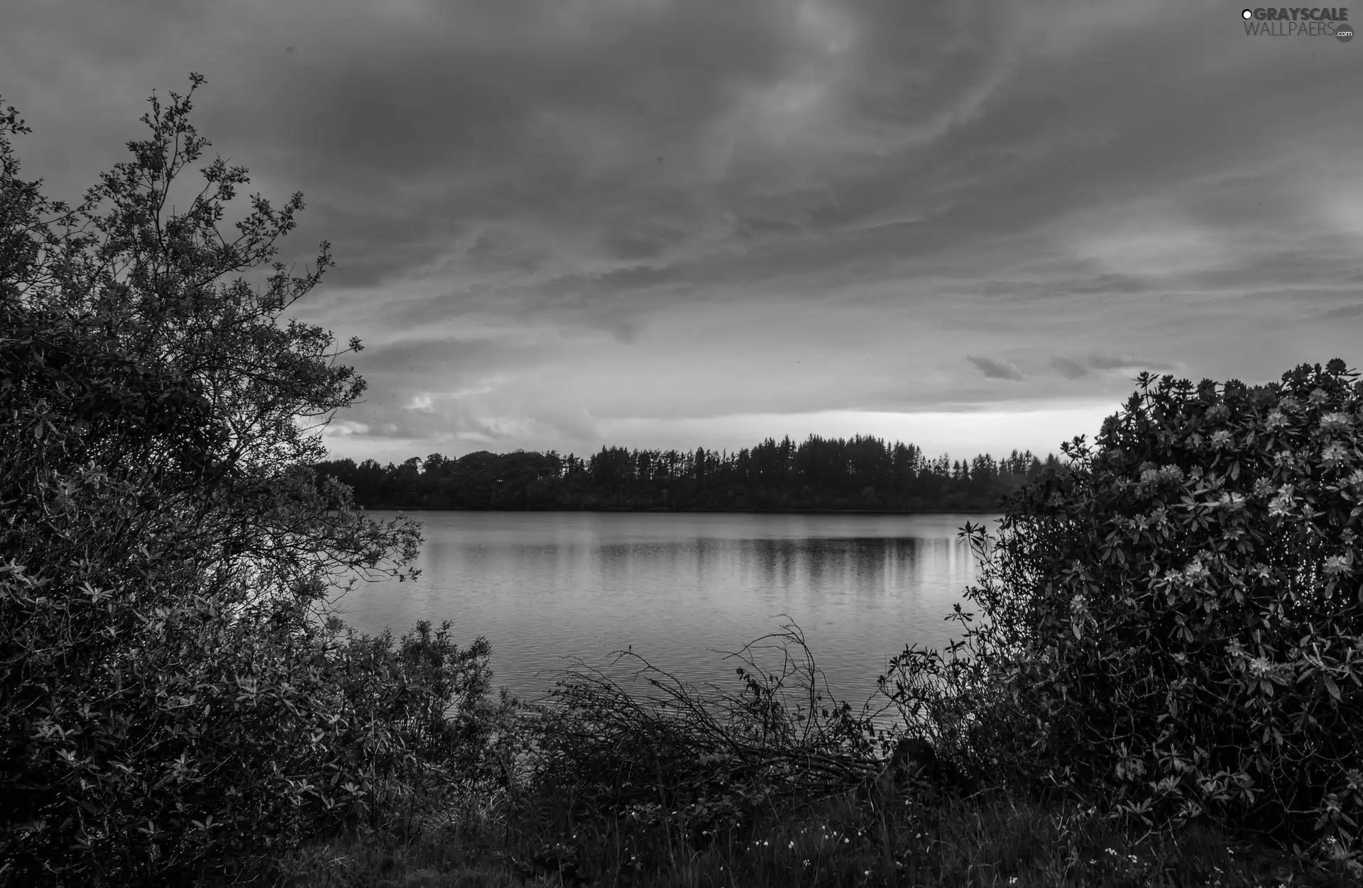 viewes, River, west, sun, Bush, trees