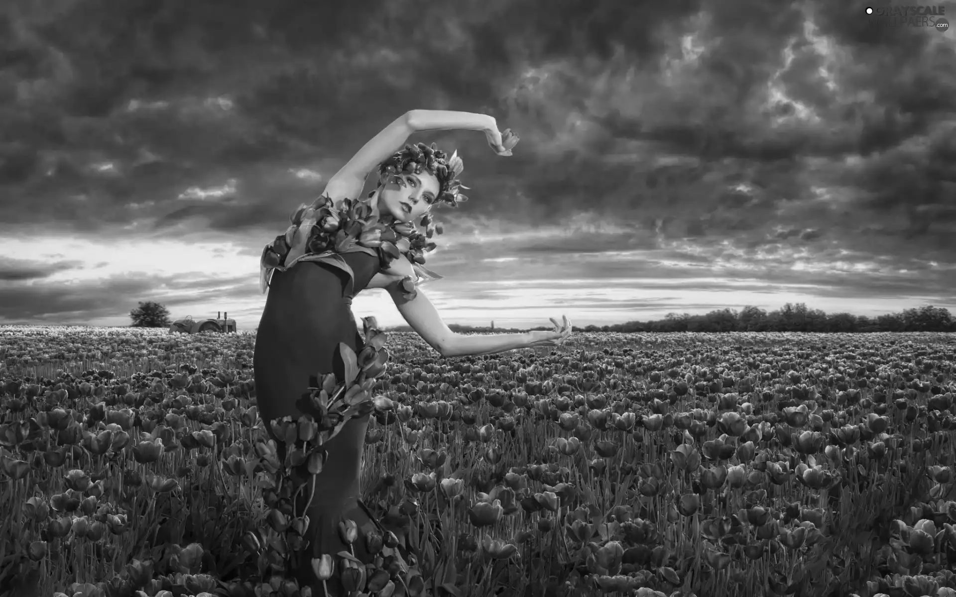 tulips, model, west, sun, clouds, Field