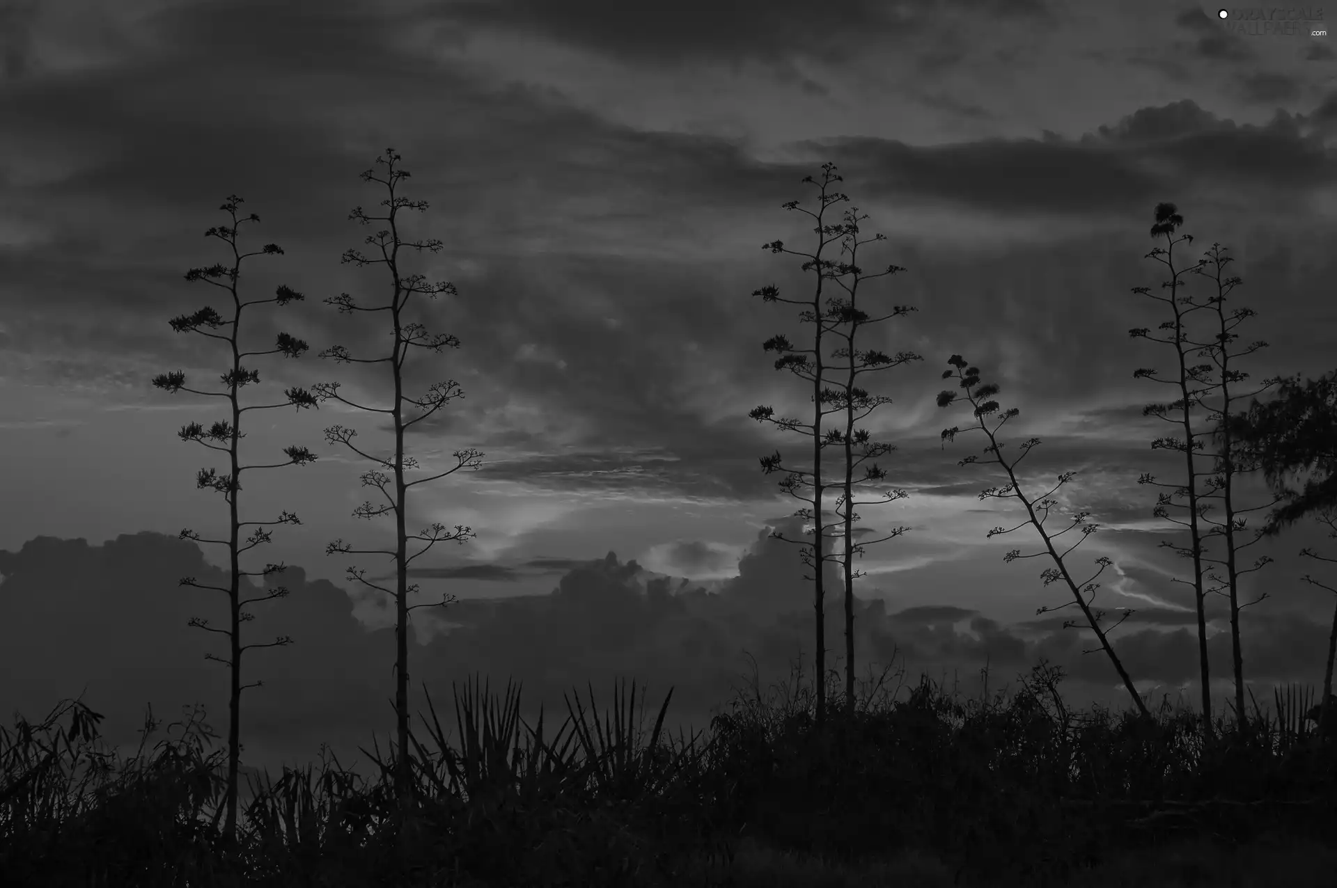 grass, trees, west, sun, clouds, viewes