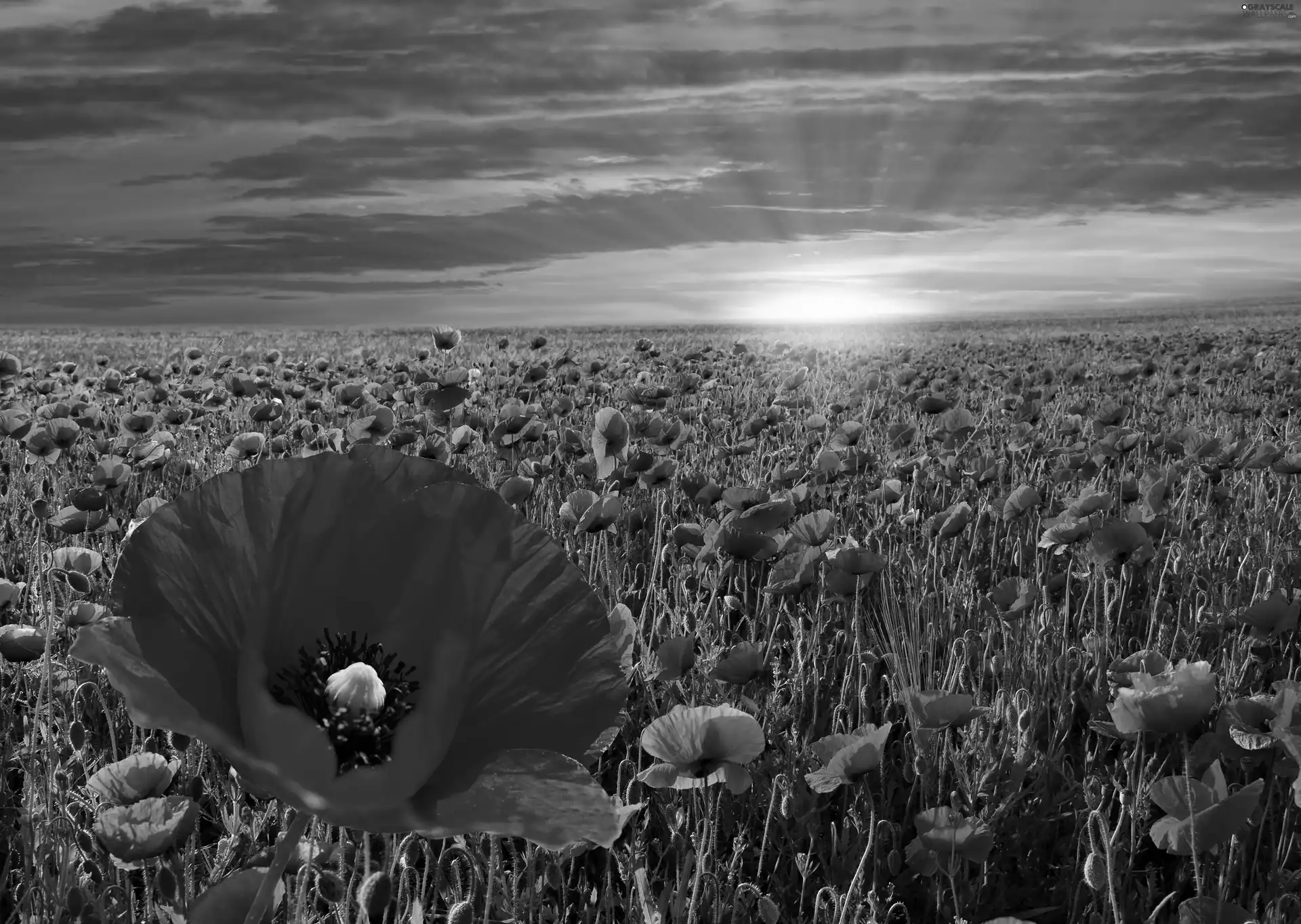 west, sun, Red, papavers, Field