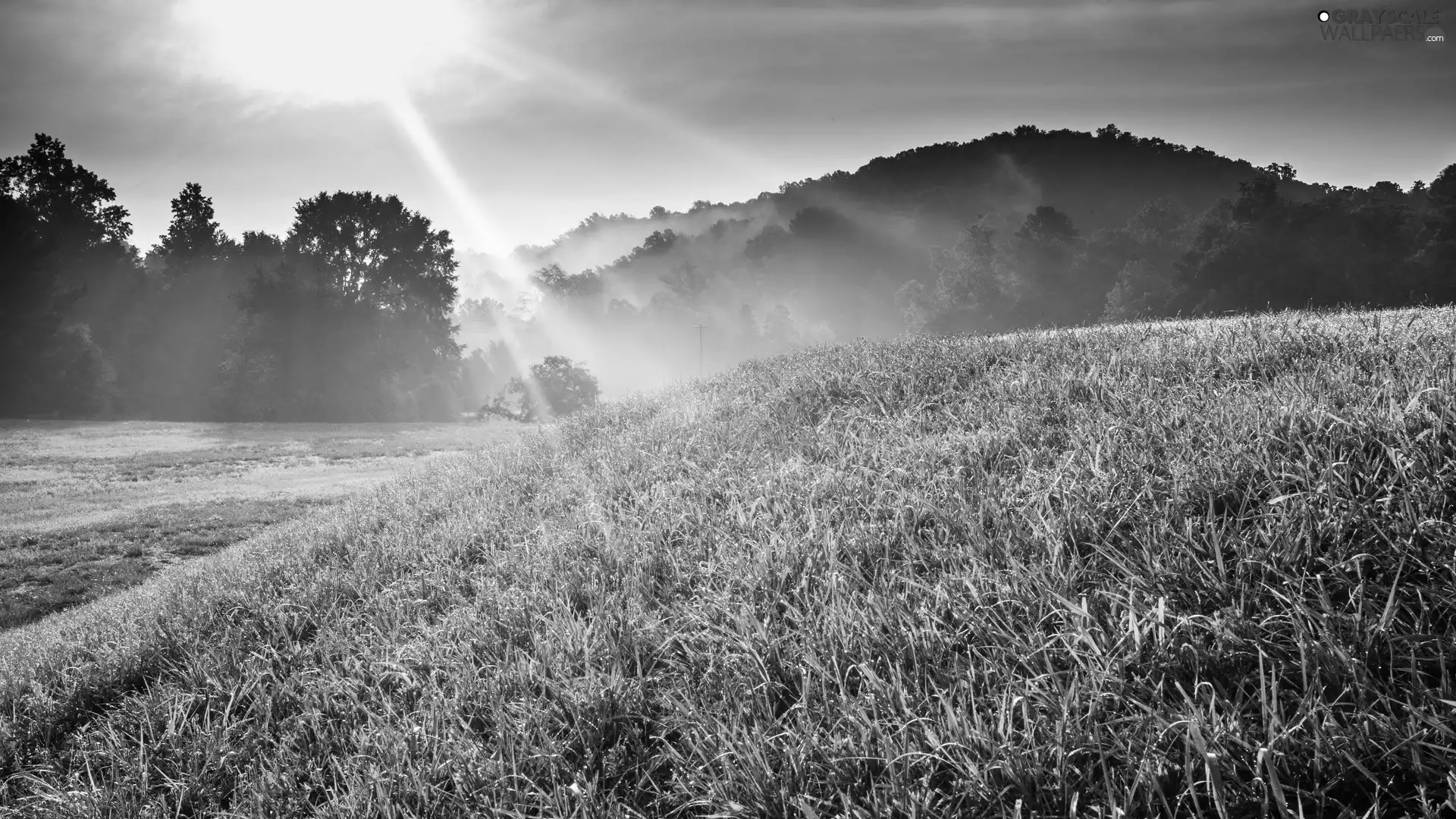 west, sun, trees, viewes, grass