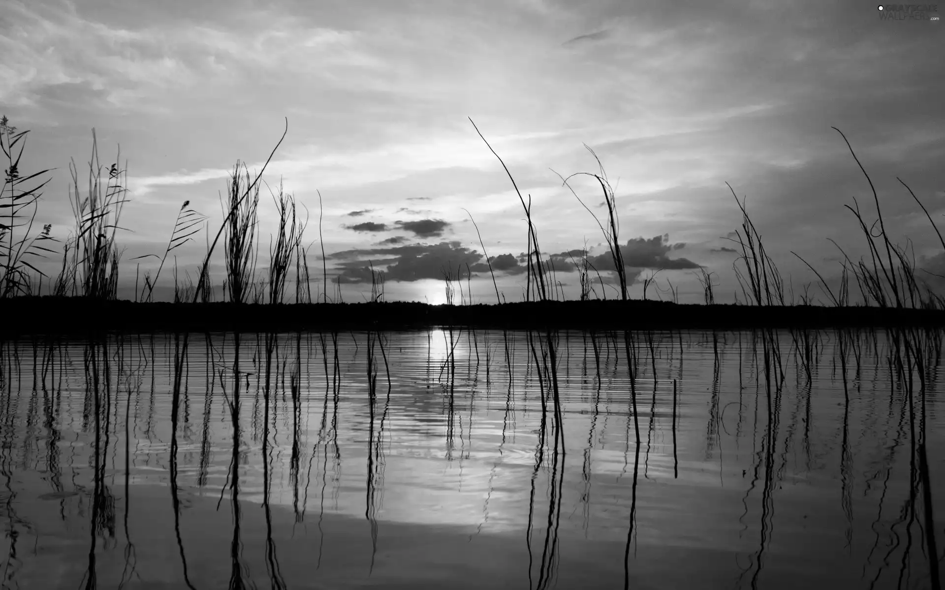 west, sun, grass, woods, lake