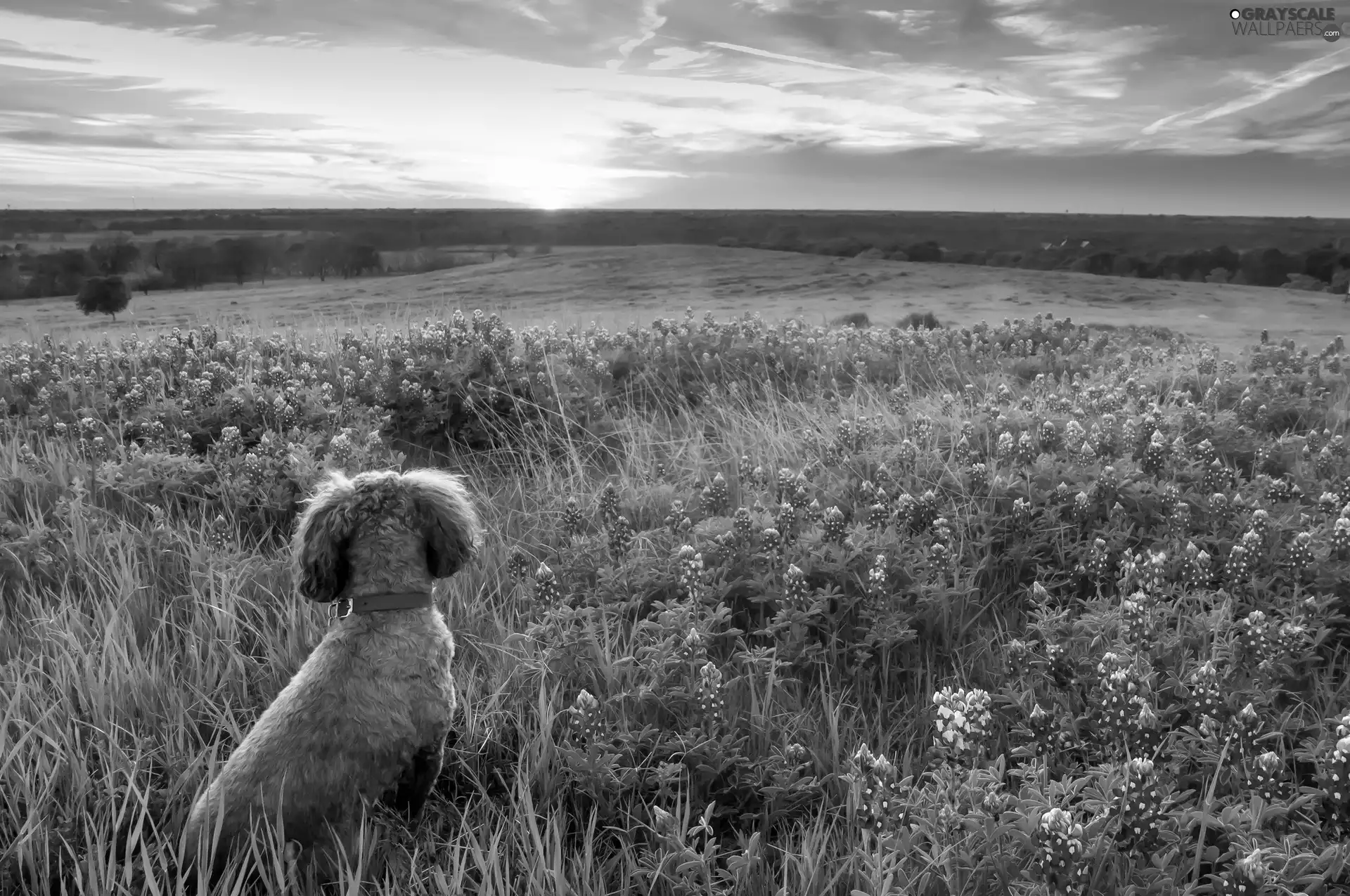 west, sun, lupine, dog, Meadow