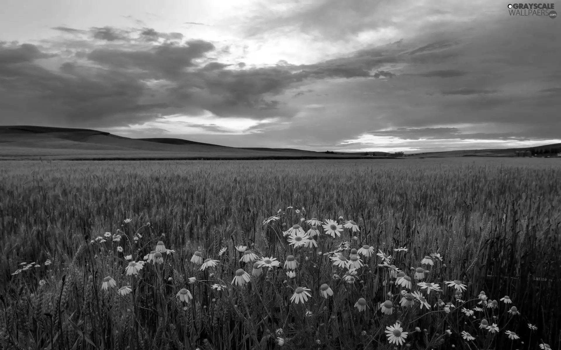 camomiles, Field, west, sun, Mountains, corn