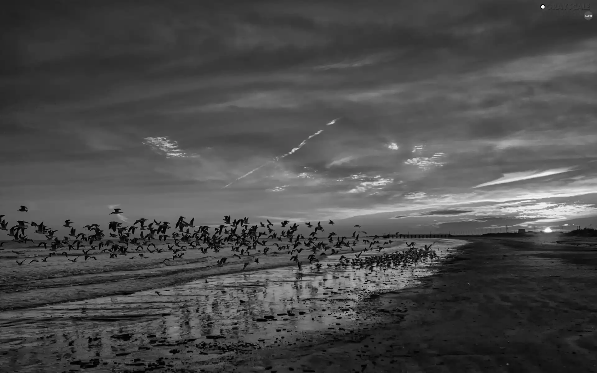 birds, Coast, west, sun, pier, Beaches