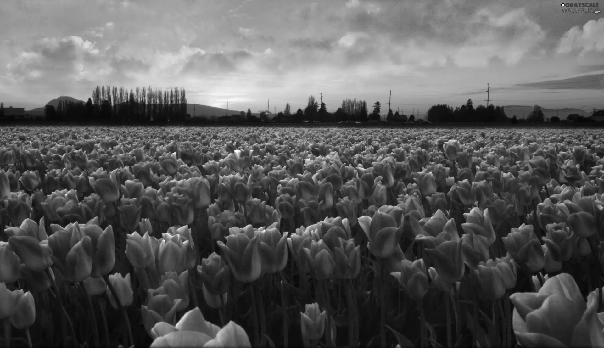 west, sun, Tulips, field, Pink