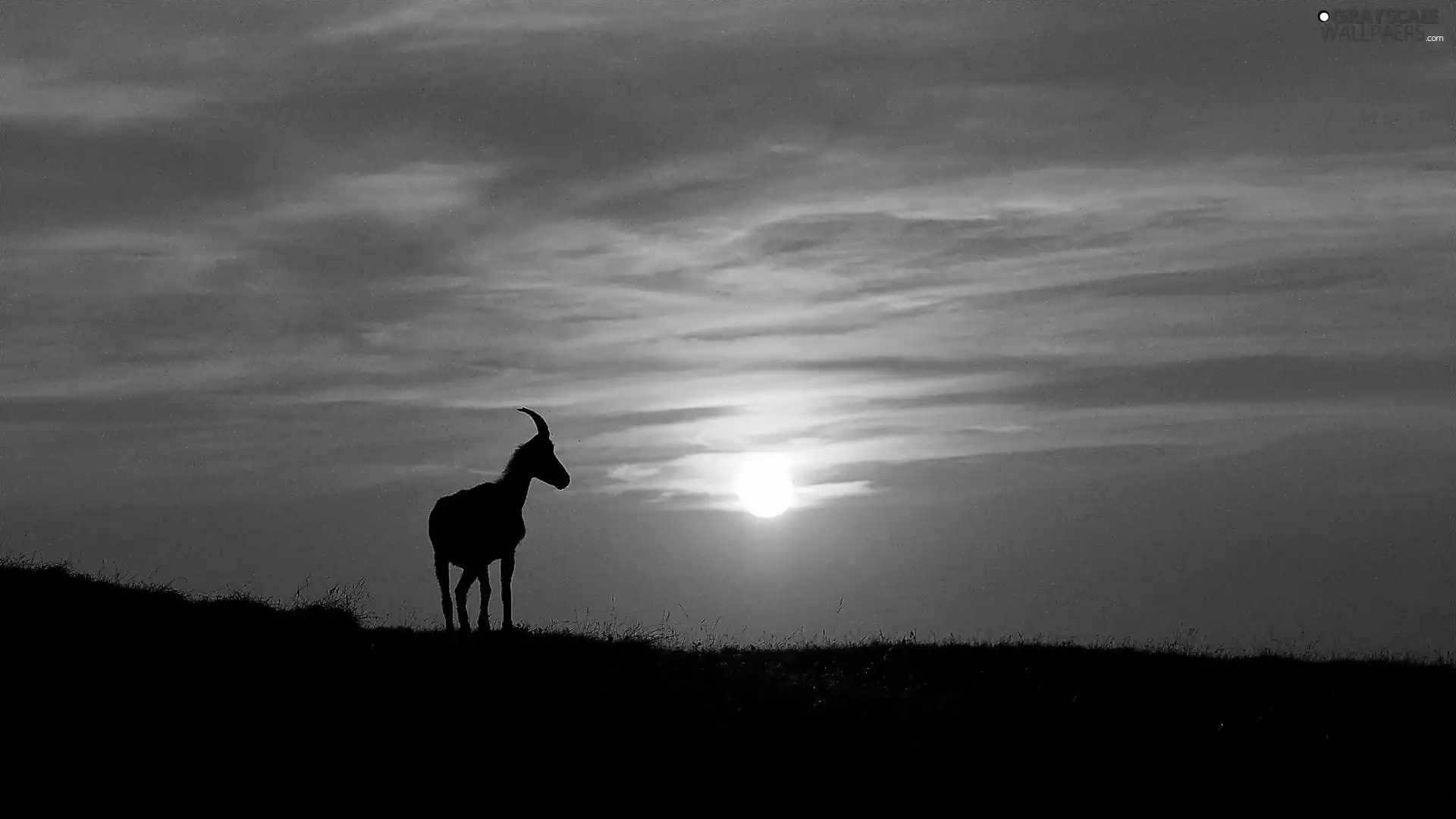 west, sun, Antelope, clouds, savanna