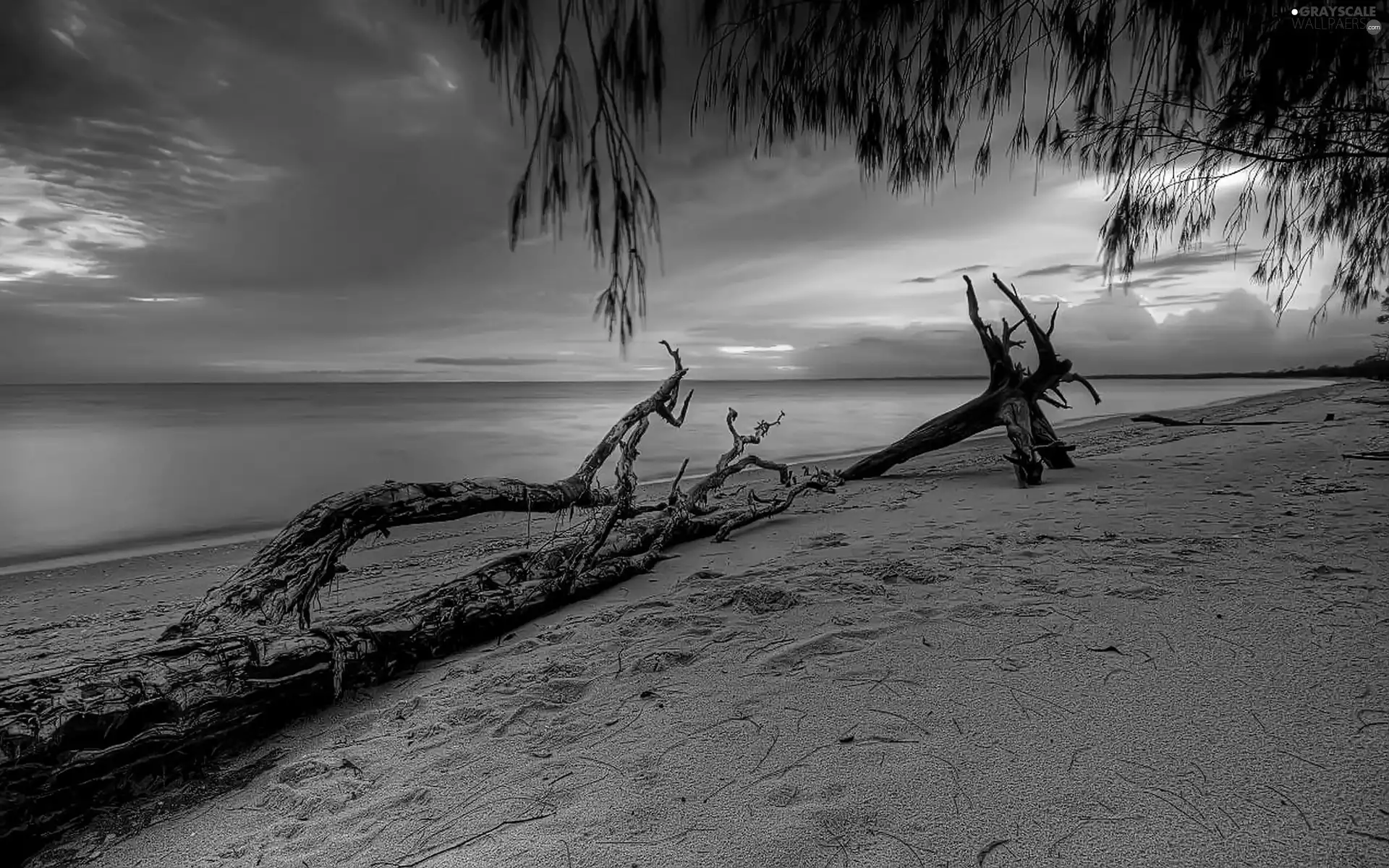 trees, Beaches, west, sun, viewes, sea