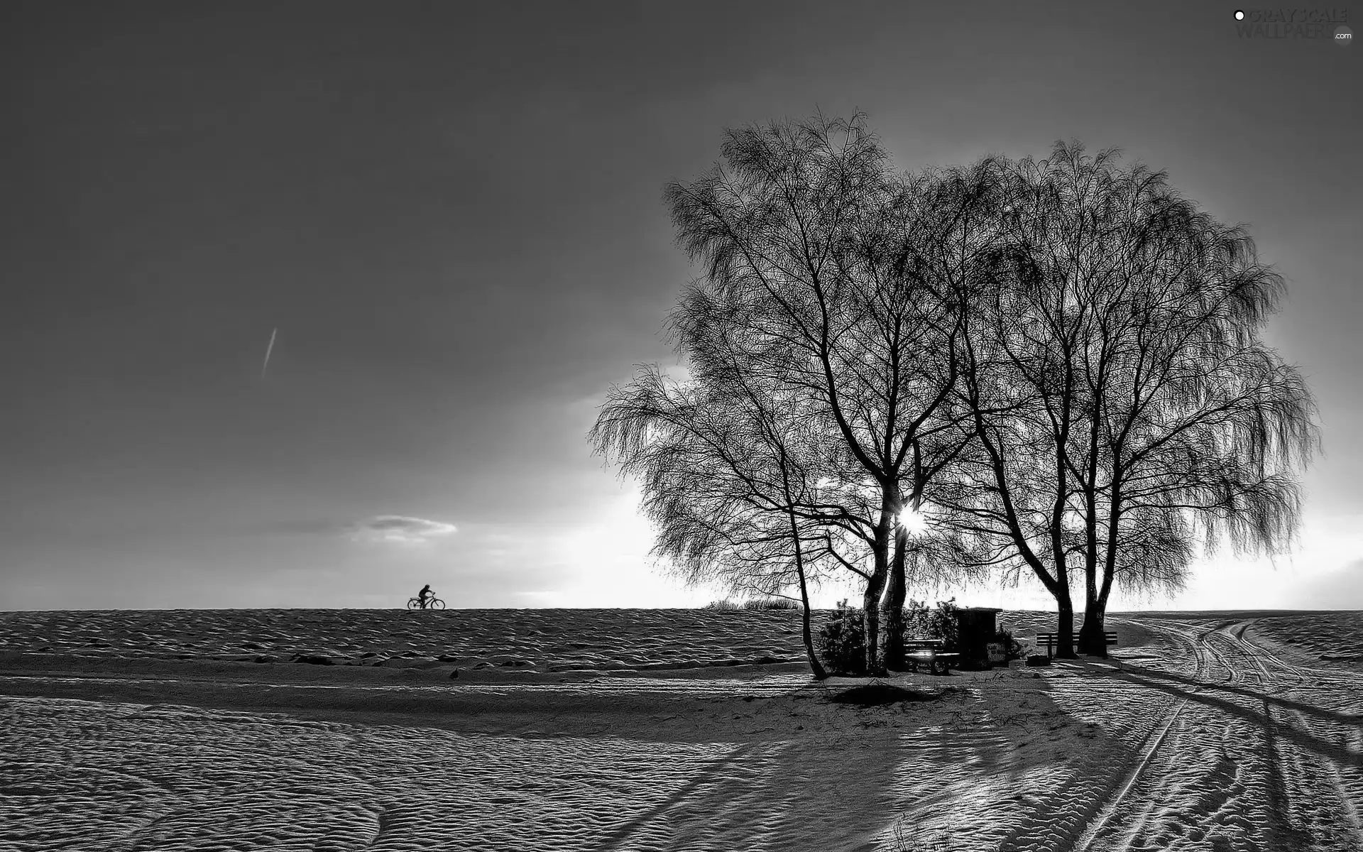 west, sun, trees, viewes, winter