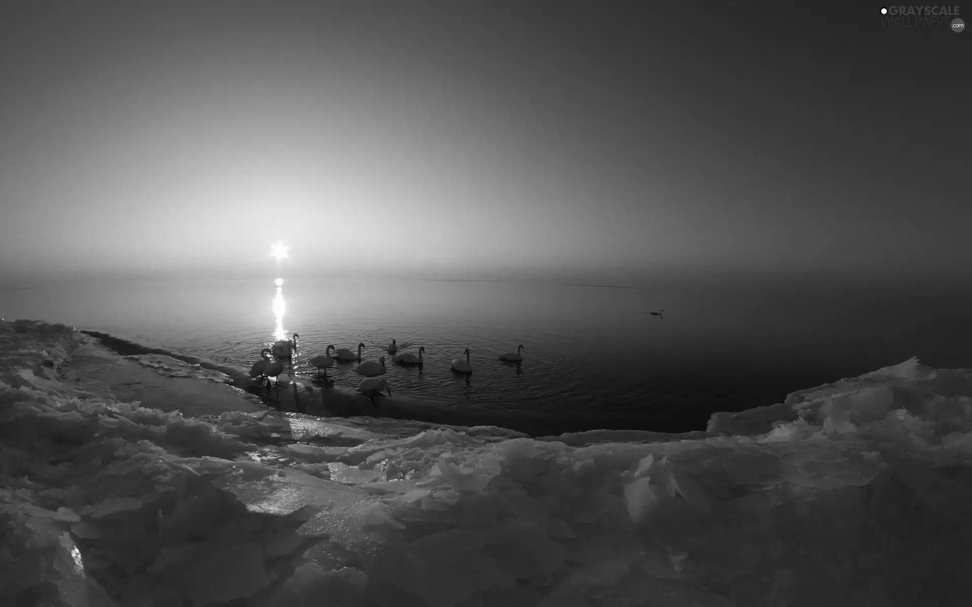Swan, sun, Icecream, west