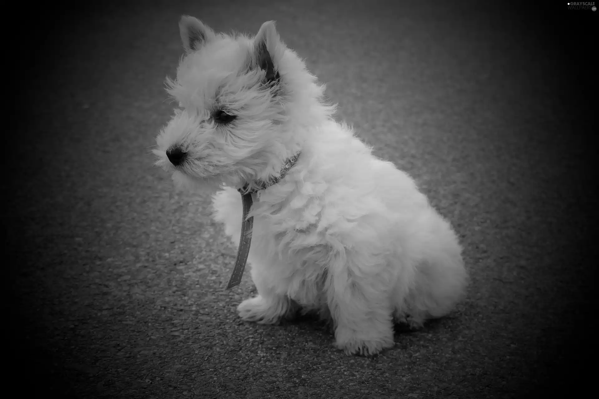 dog, West Highland White Terrier