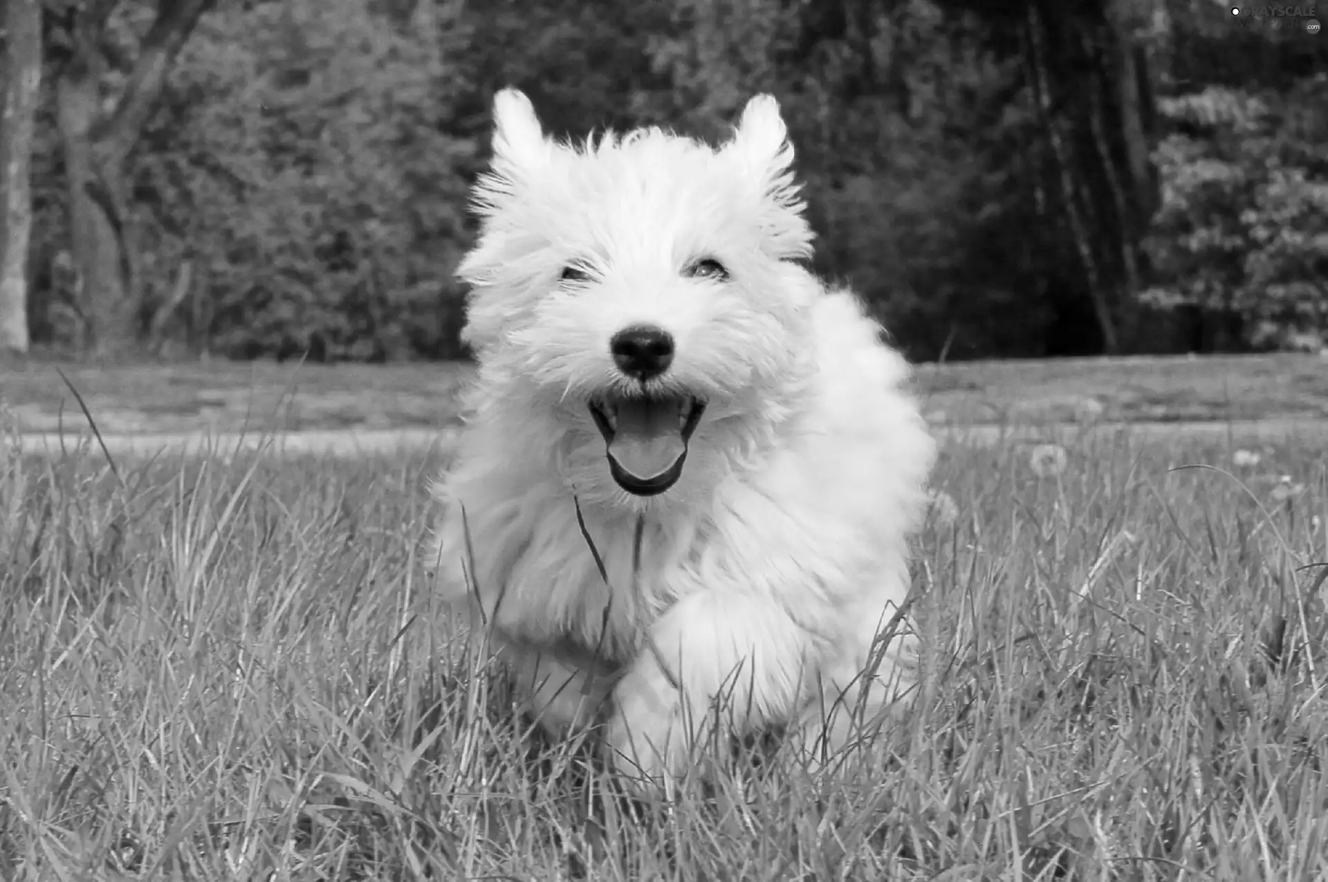 dog, West Highland White Terrier