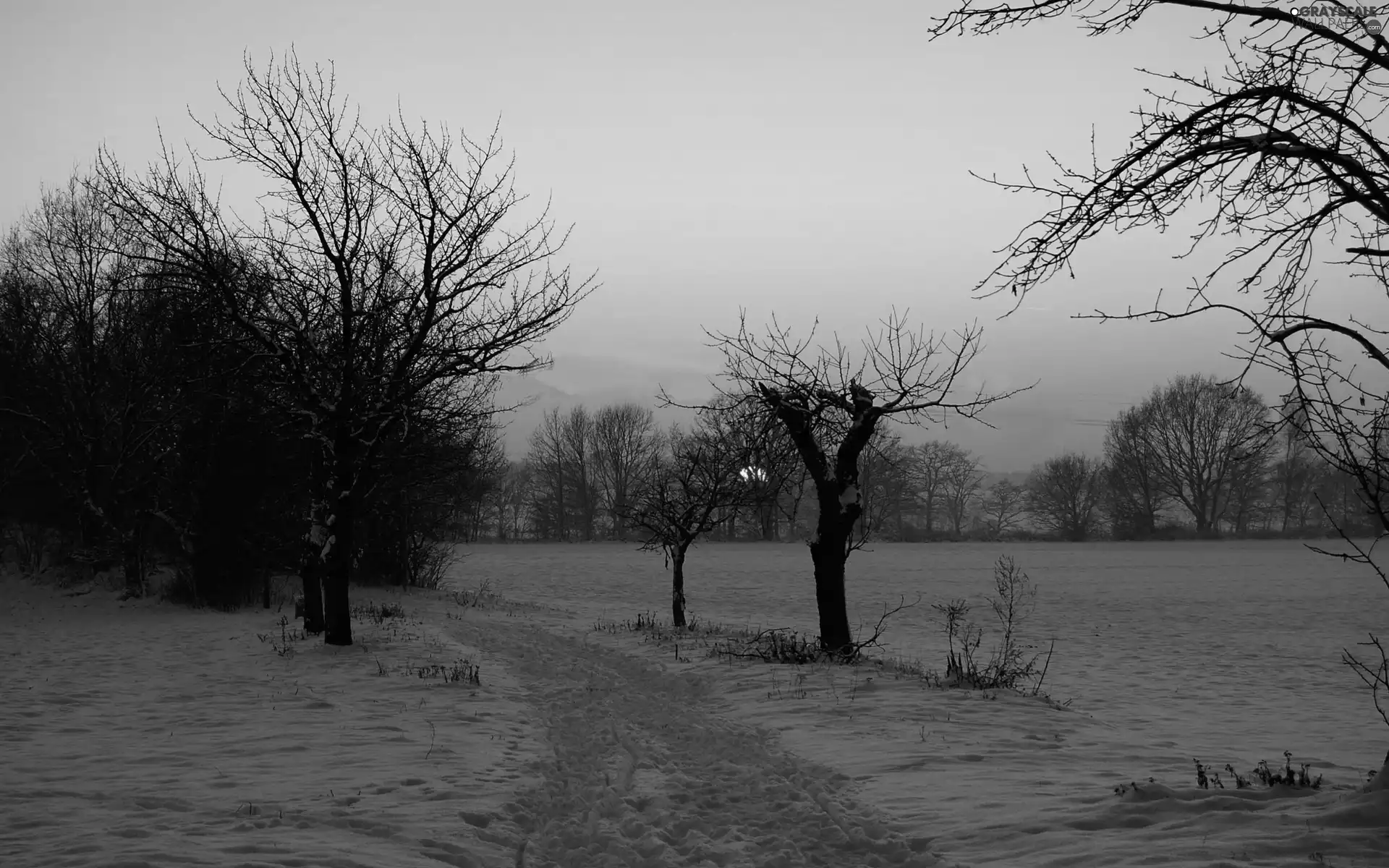 viewes, field, sun, trees, Way, west, winter