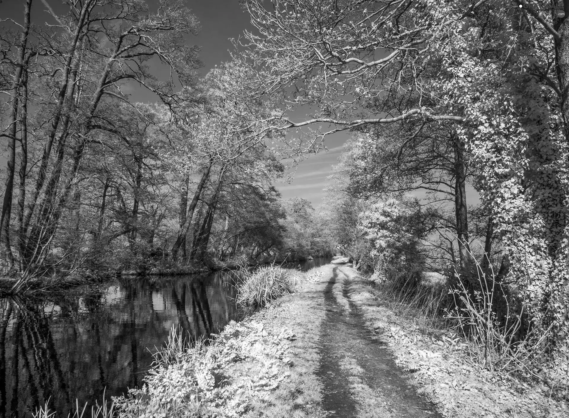 Path, trees, sun, viewes, River, west, winter