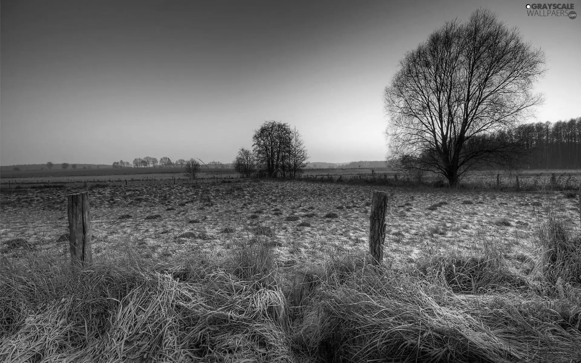 White frost, medows, sun, woods, field, west, autumn