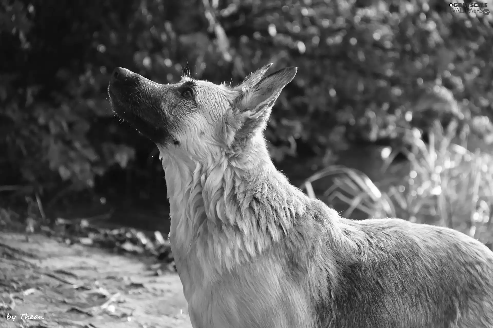 sheep-dog, dog, wet