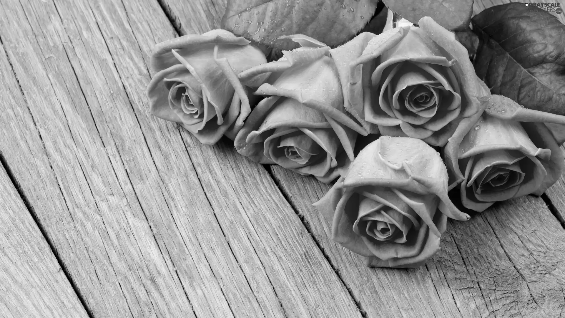 Pink, roses, boarding, wet