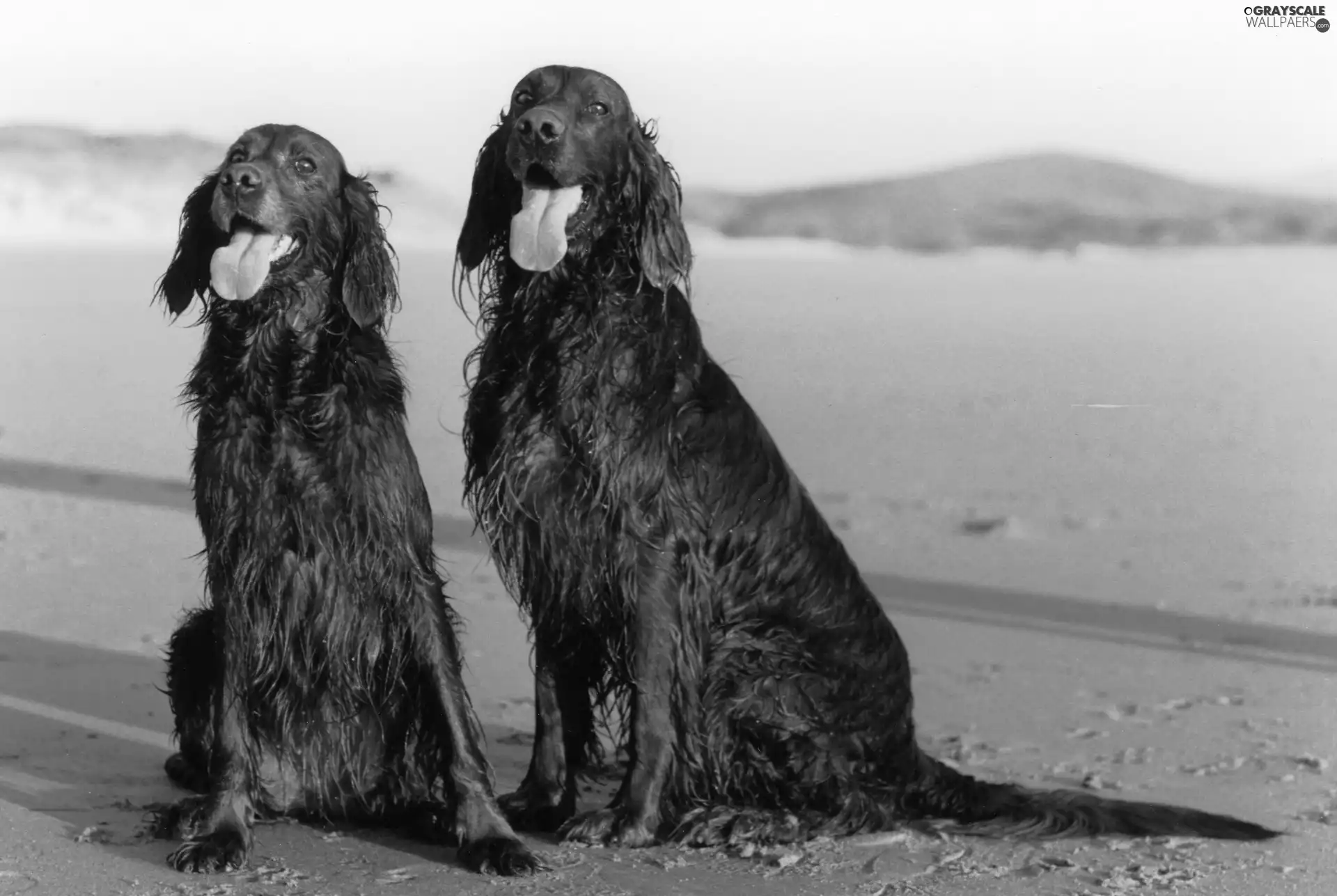 Irish Setters, Two cars, wet