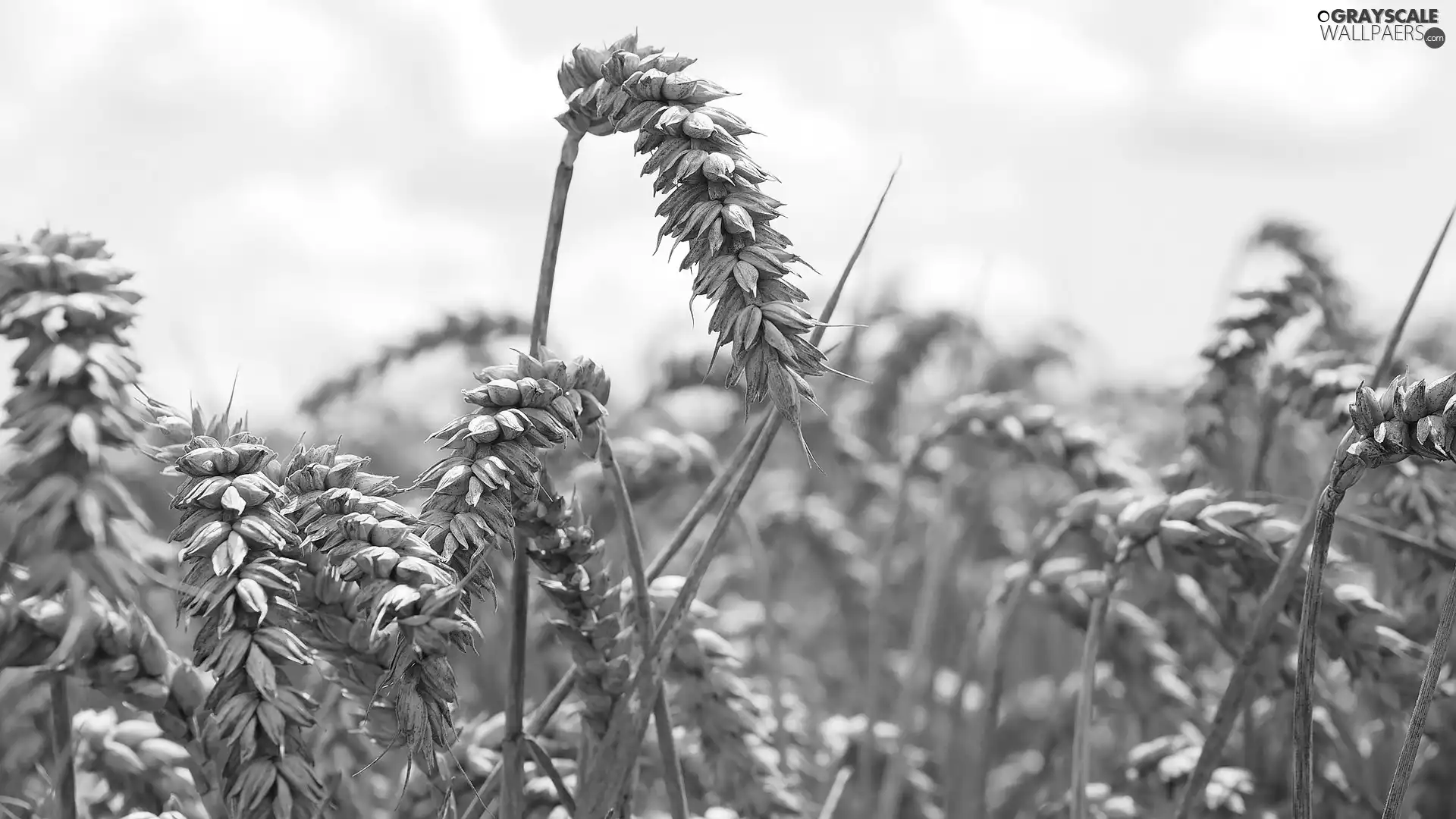 wheat, corn, Ears