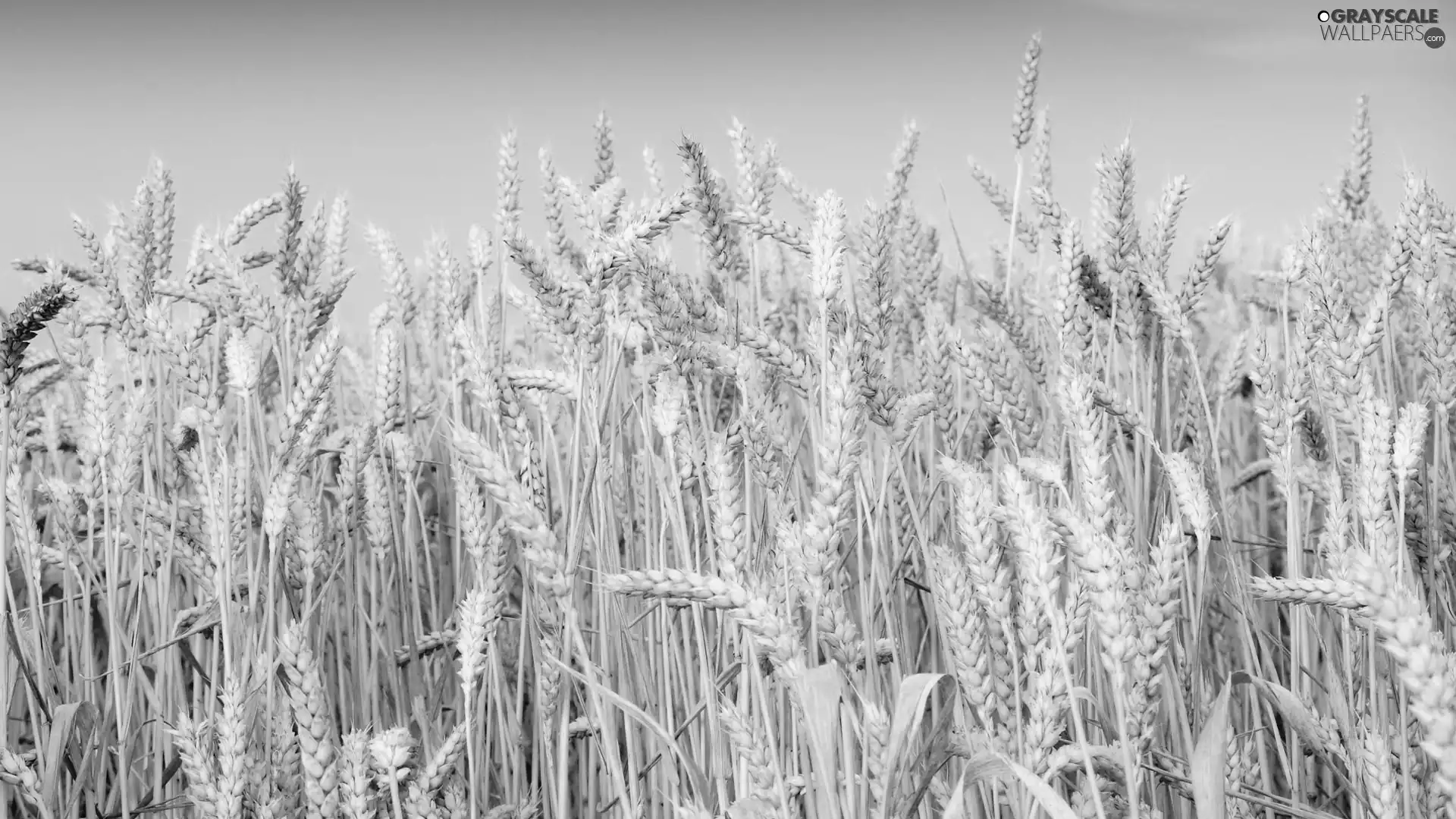 Field, wheat