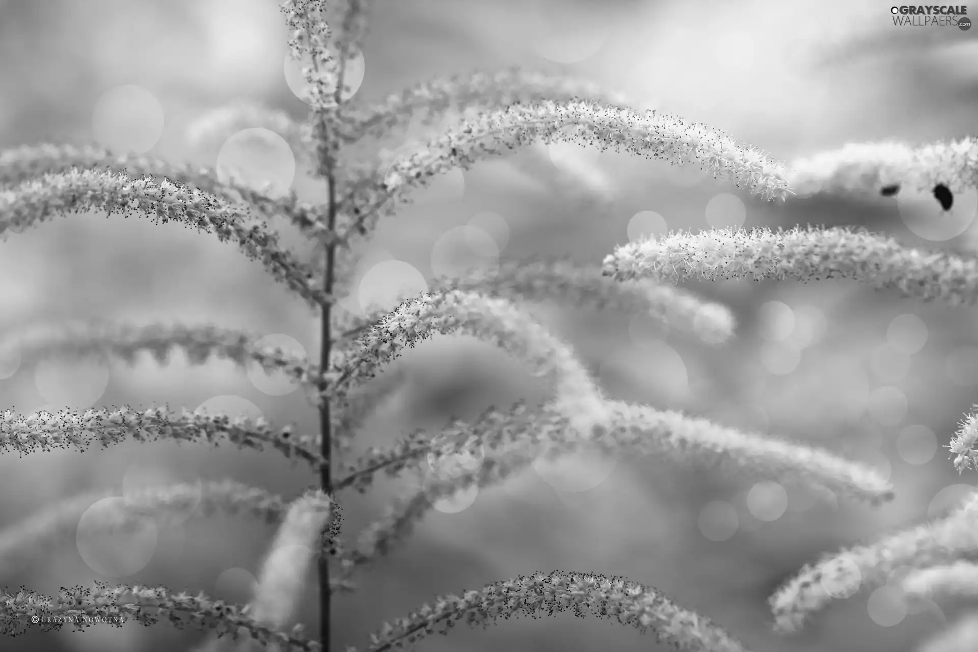 Tamarisk, plant, wheels, White