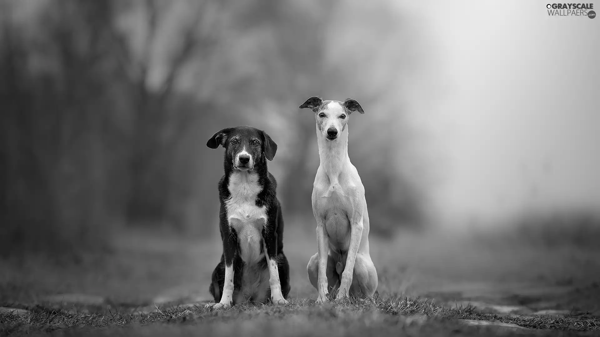 Whippet, car in the meadow, Dogs, mongrel, Two cars