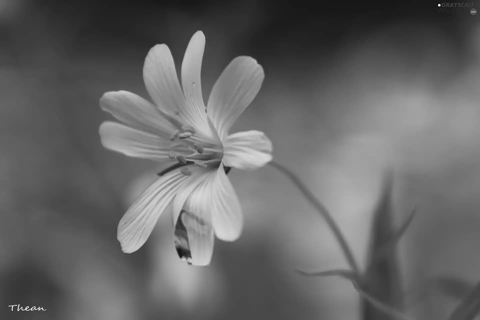 Colourfull Flowers, Cerastium Access field, White