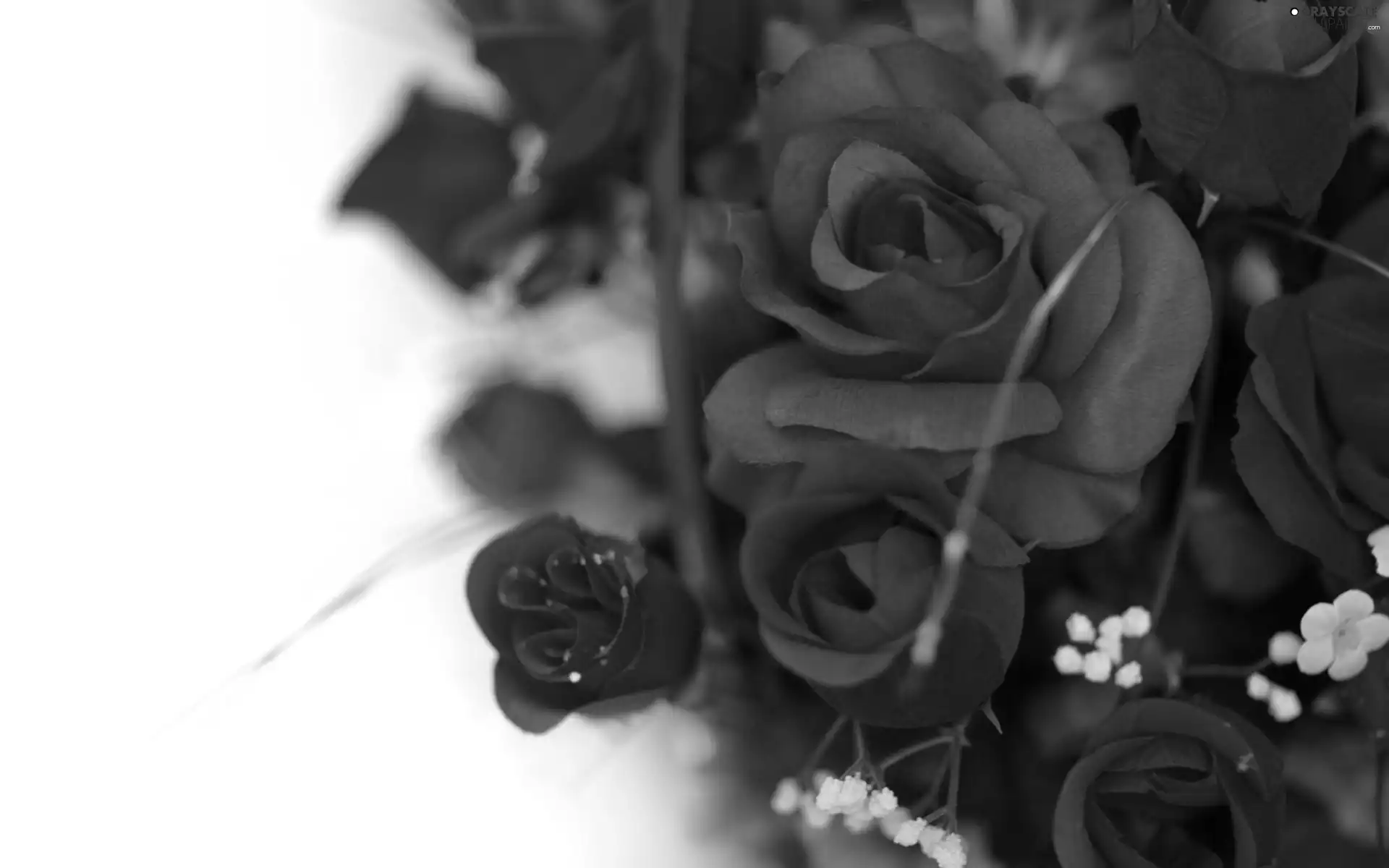 White, background, red, rouge, bouquet