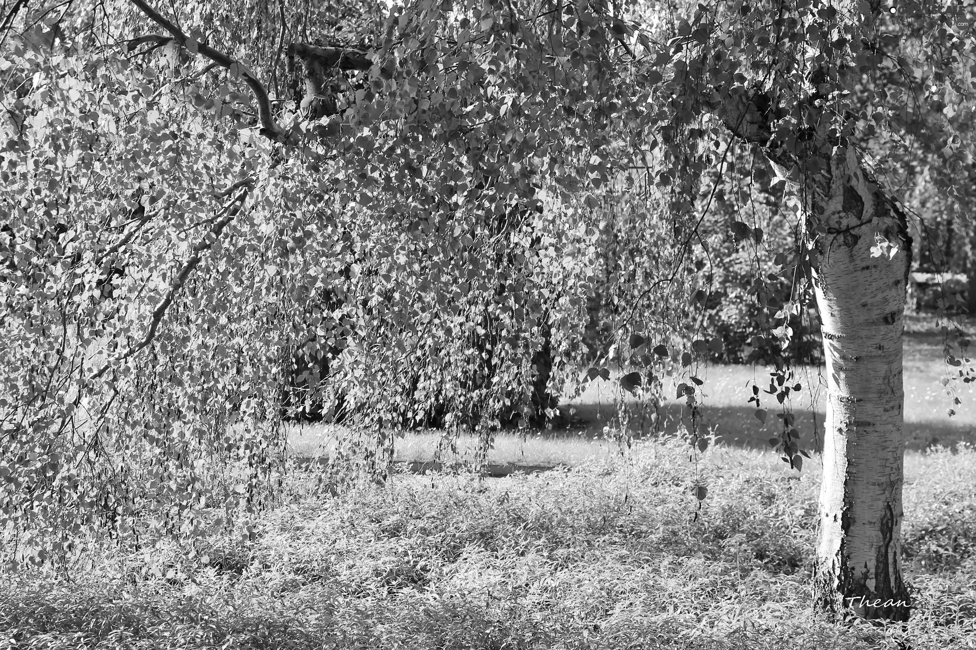 cork, birch-tree, White