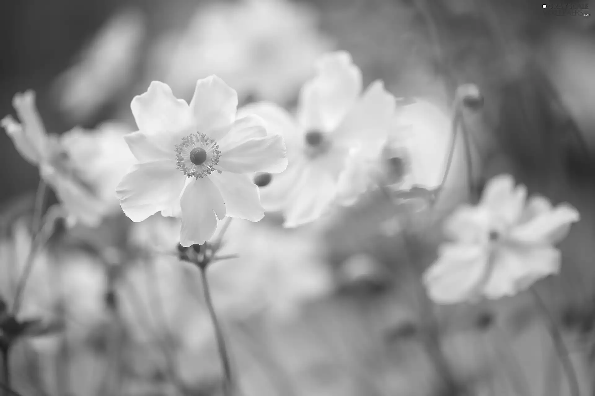 bloom, Anemones, Flowers, White