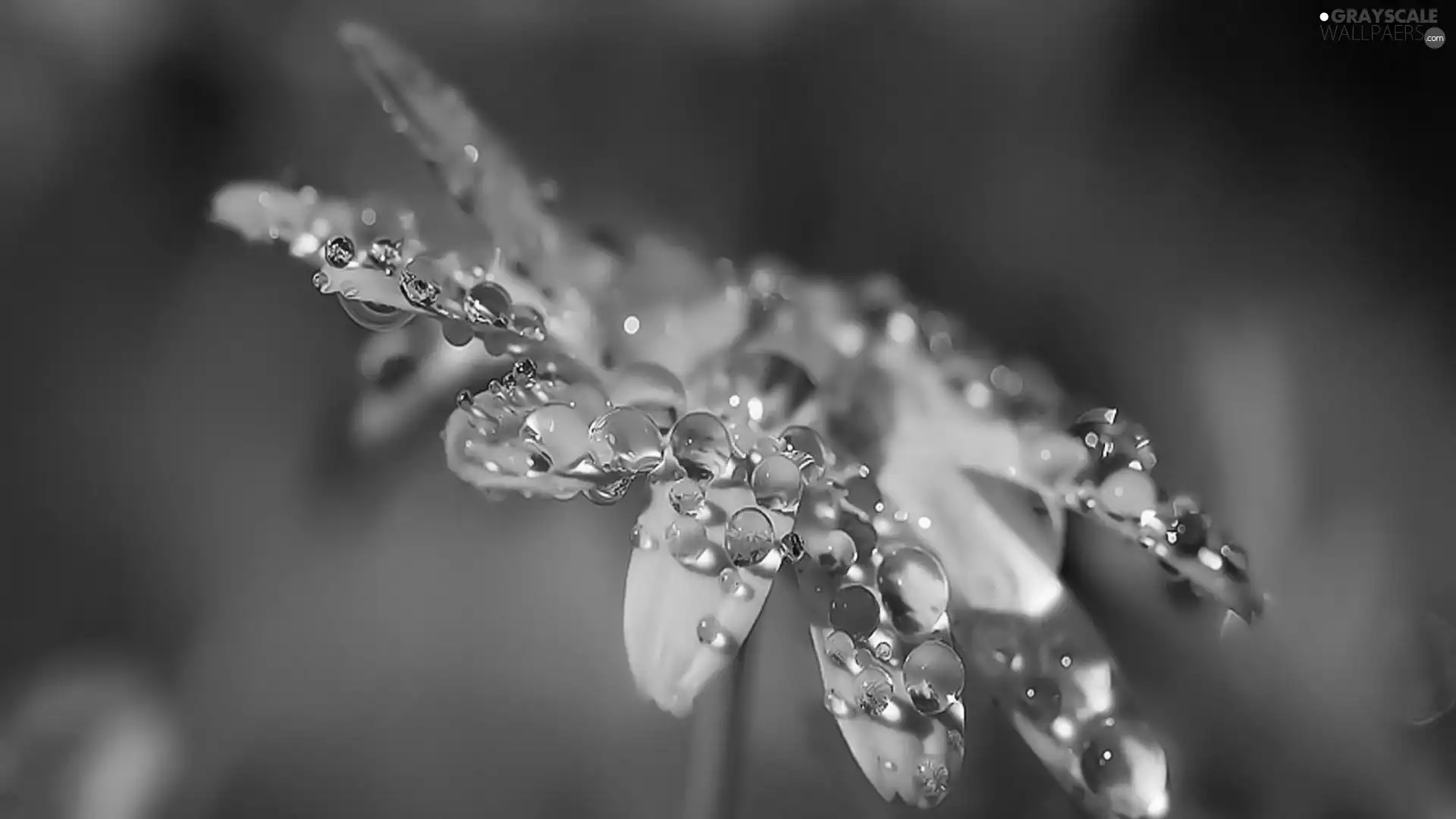 White, drops, Blue, background, Colourfull Flowers, rain