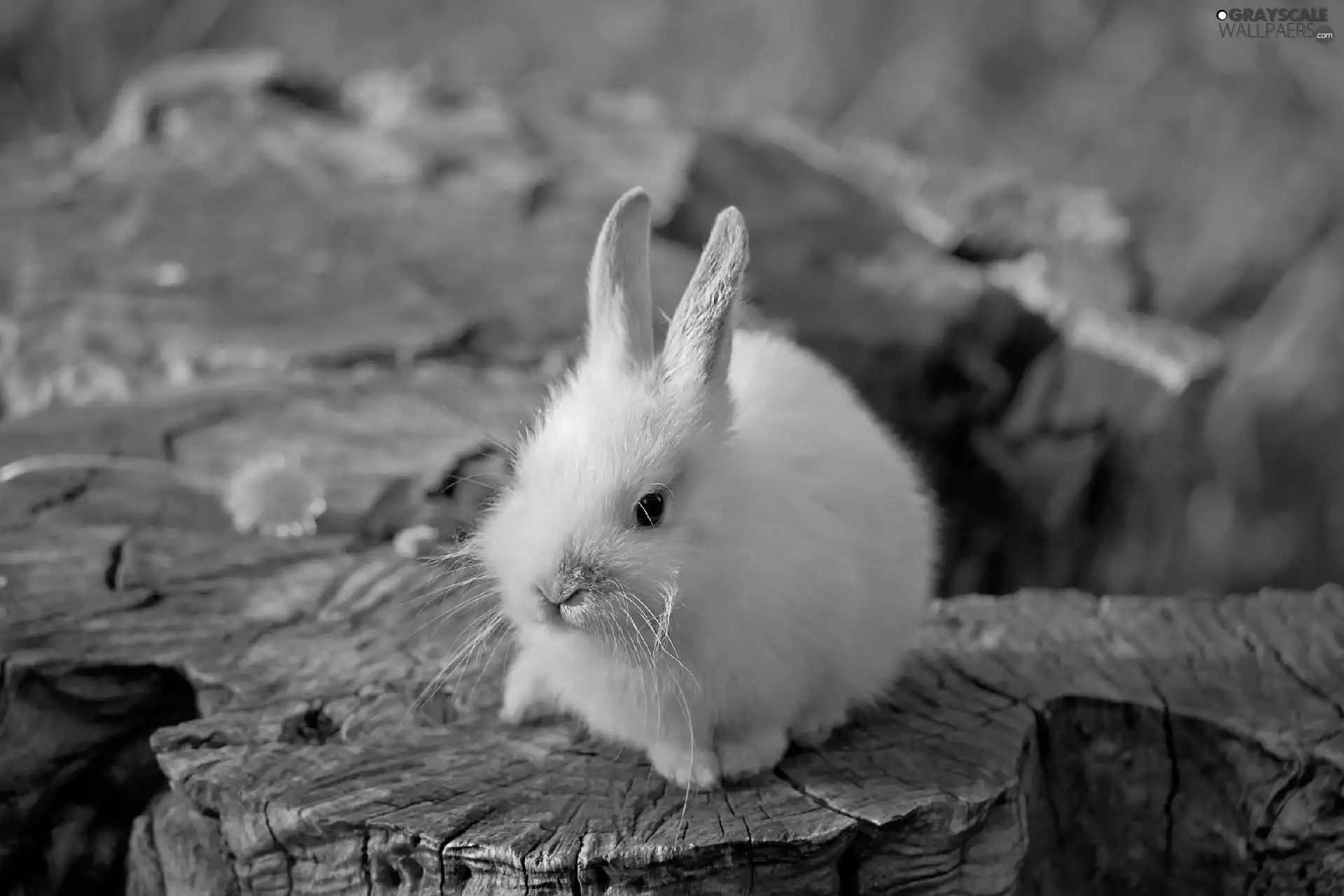 White, Bunny, trees, viewes, trunk