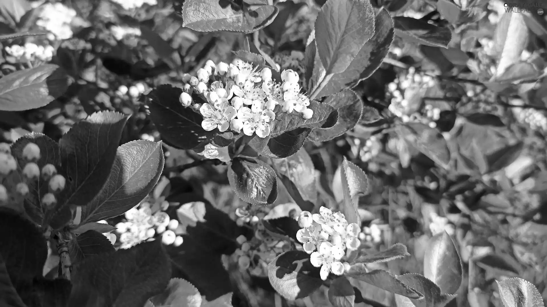 green ones, Leaf, White, Flowers, Bush
