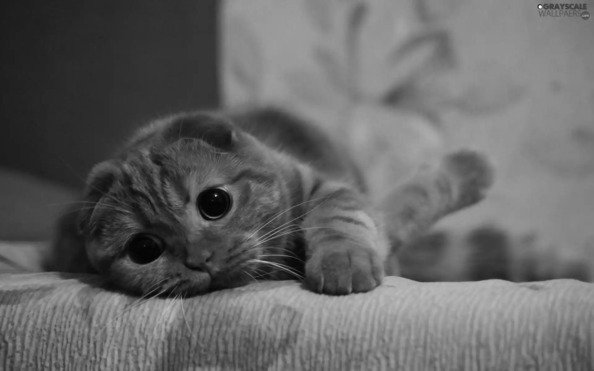 cat, look, White Bed, interest