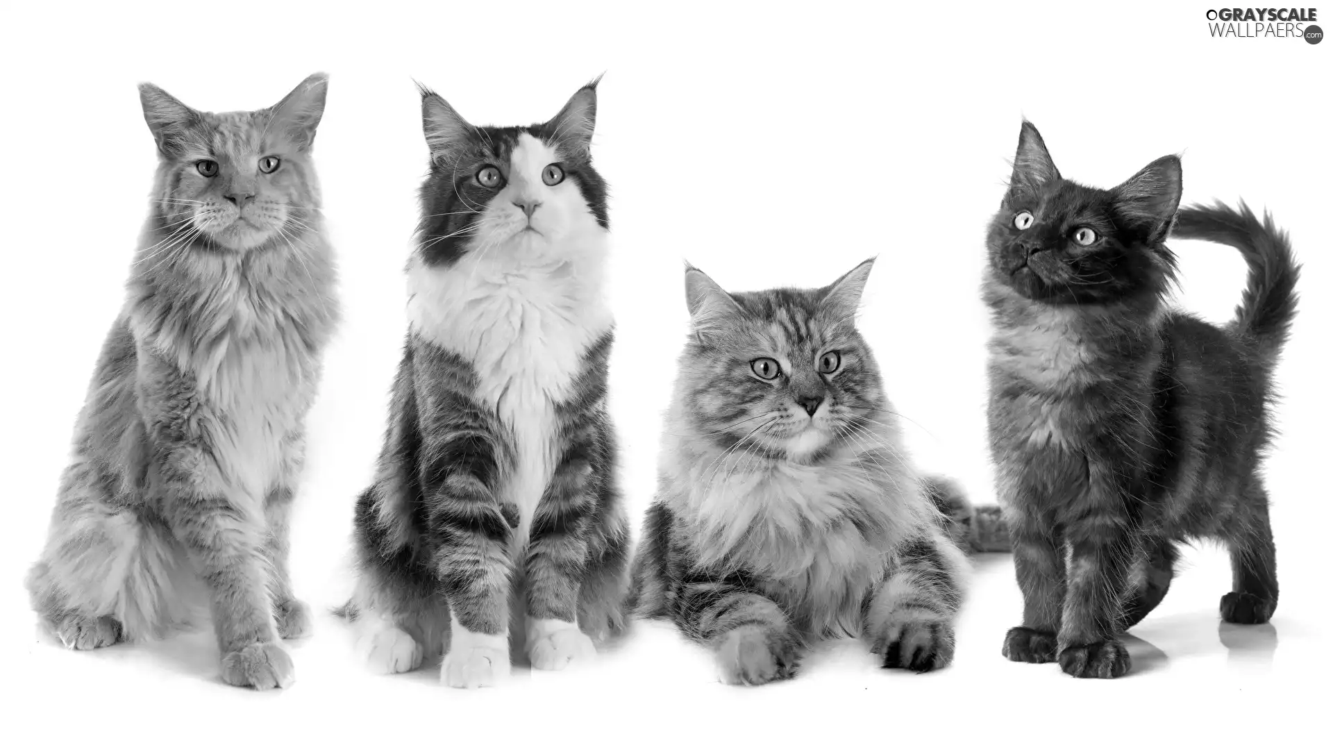 four, Maine Coon, white background, cats