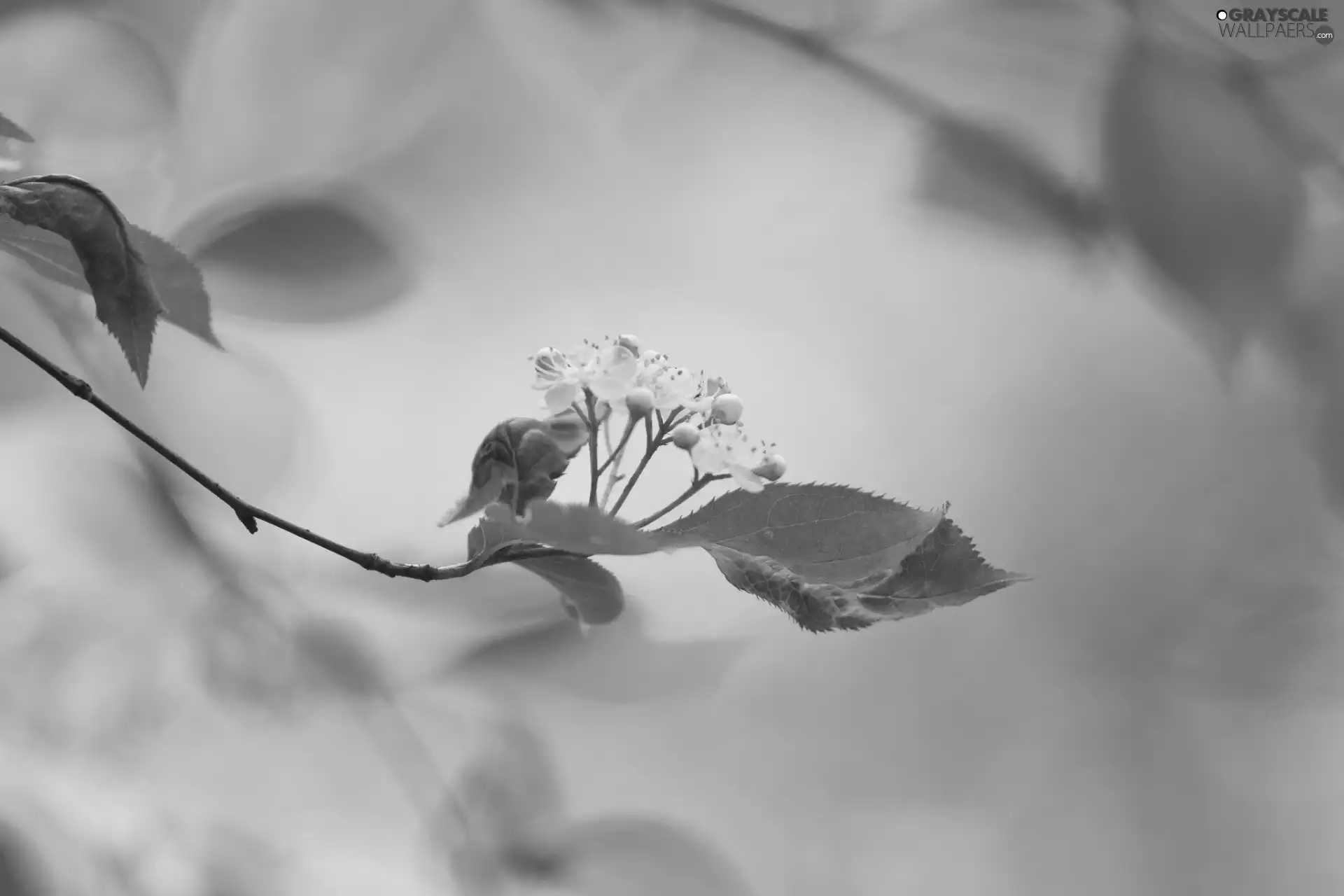 White, Close, twig, Colourfull Flowers, green