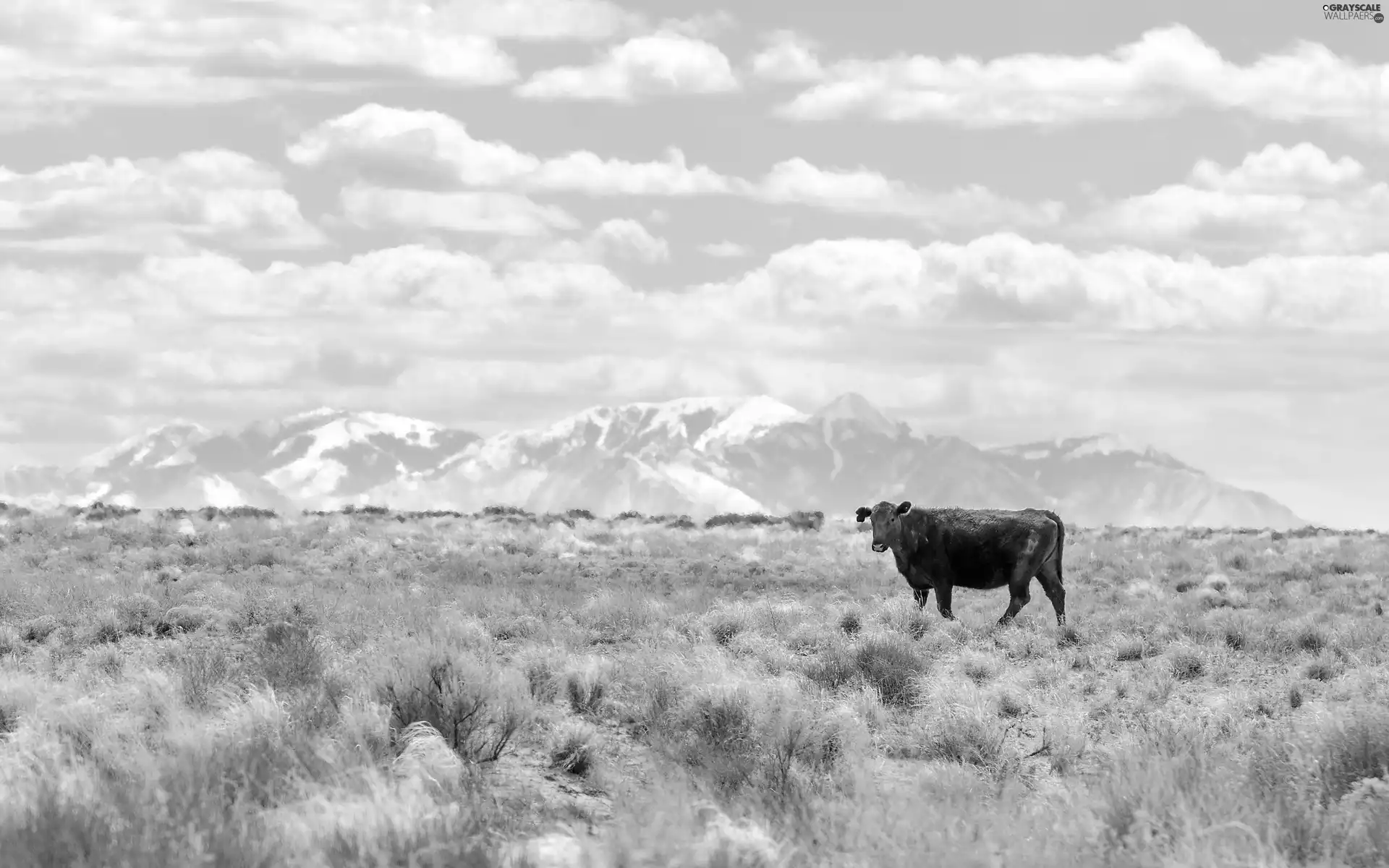 White, clouds, Cow, Mountains, Lonely