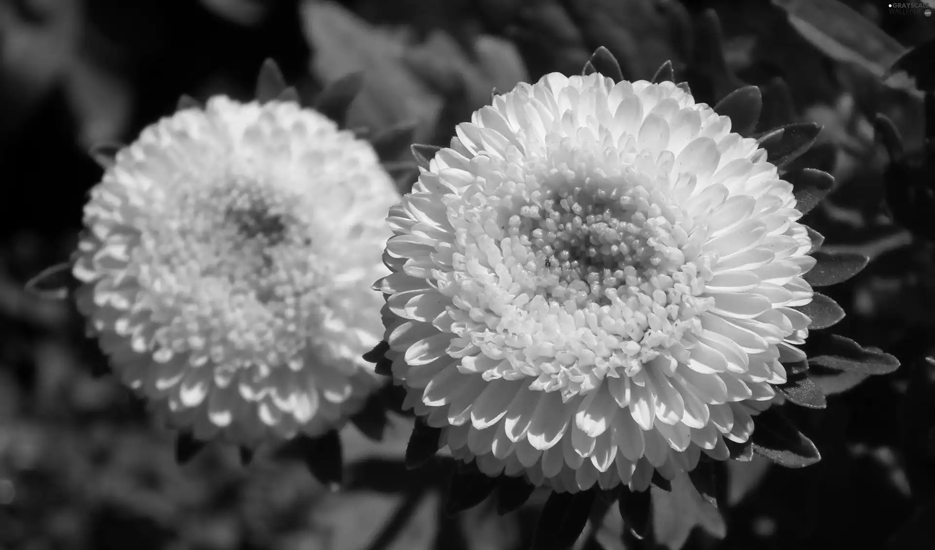 nature, Aster, White, Colourfull Flowers