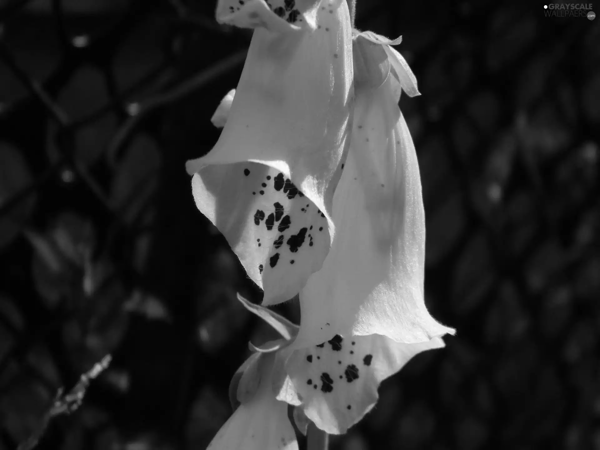 white, Flowers, digitalis