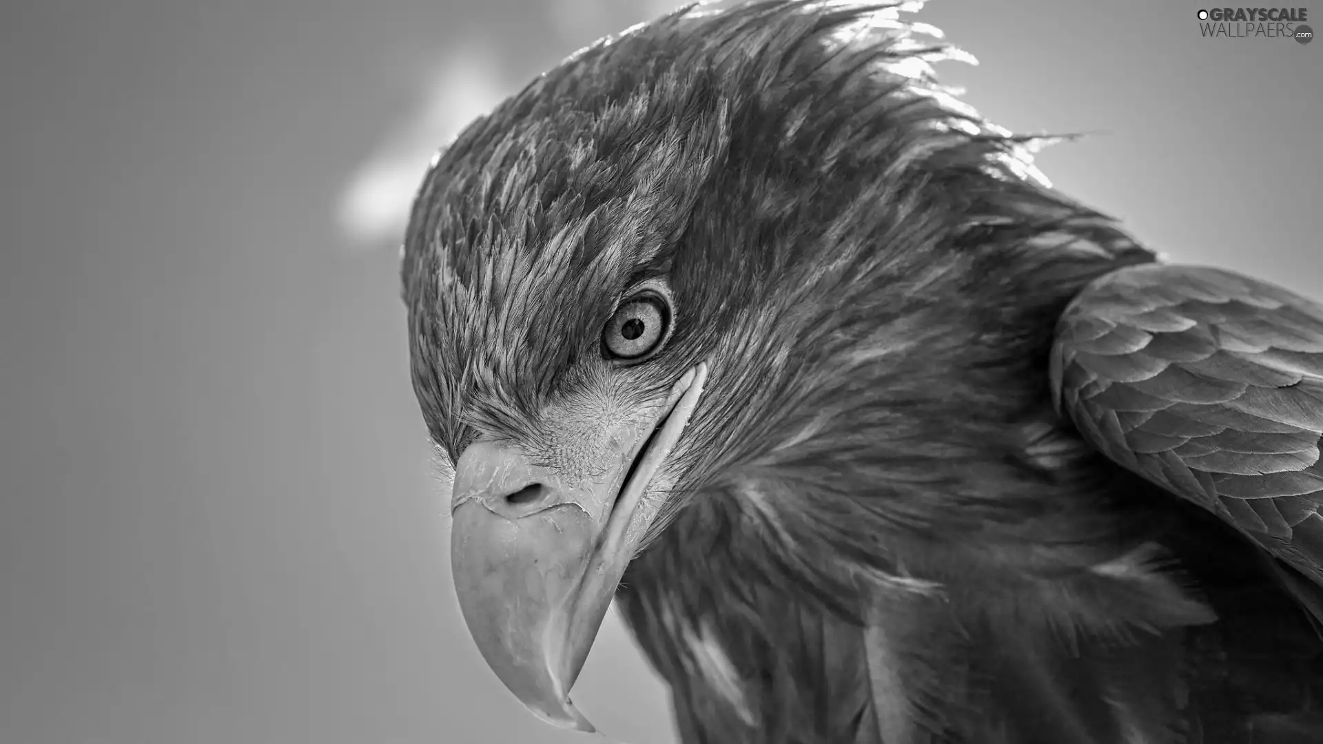 Bird, White-tailed Eagle