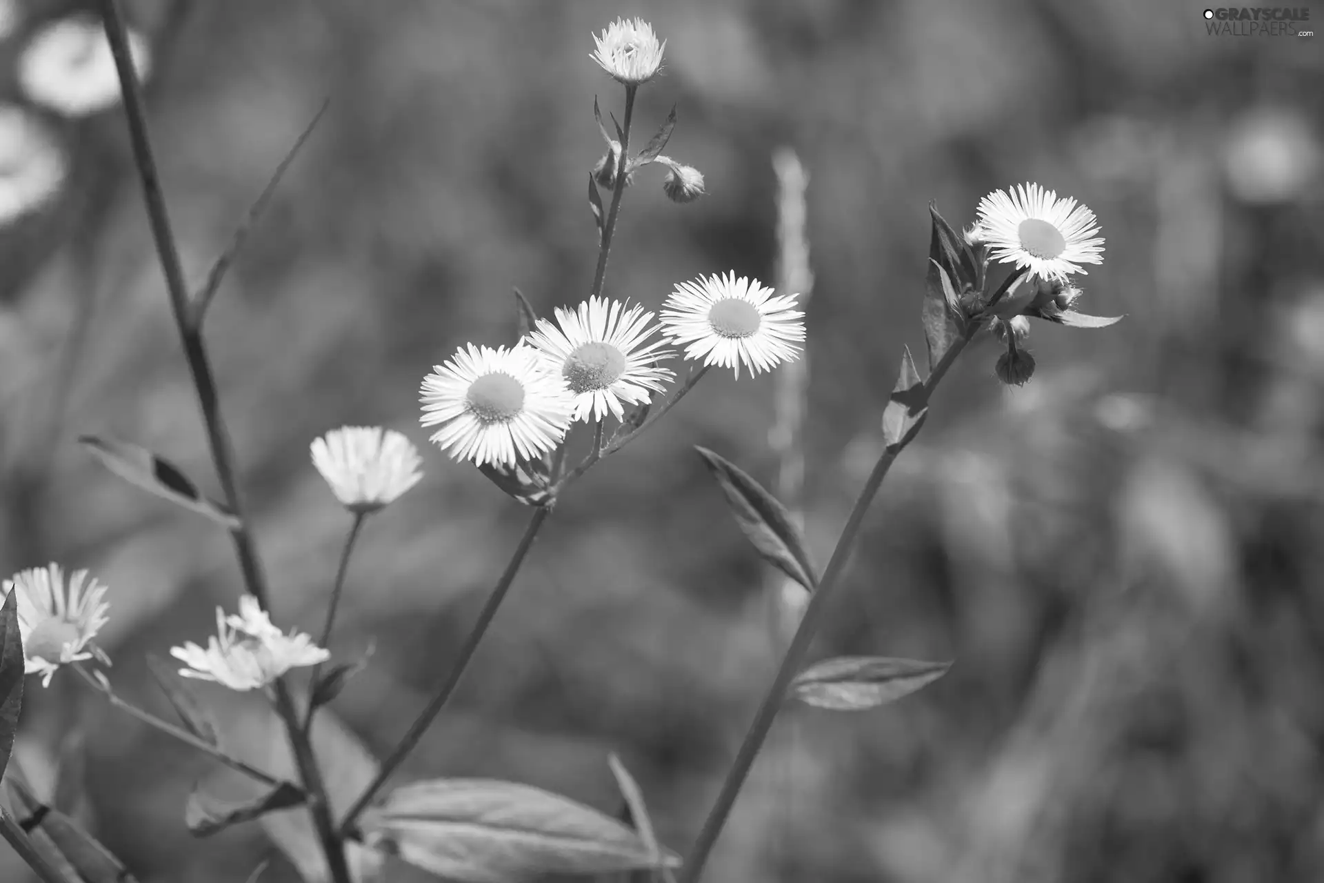 Flowers, Erigeron White