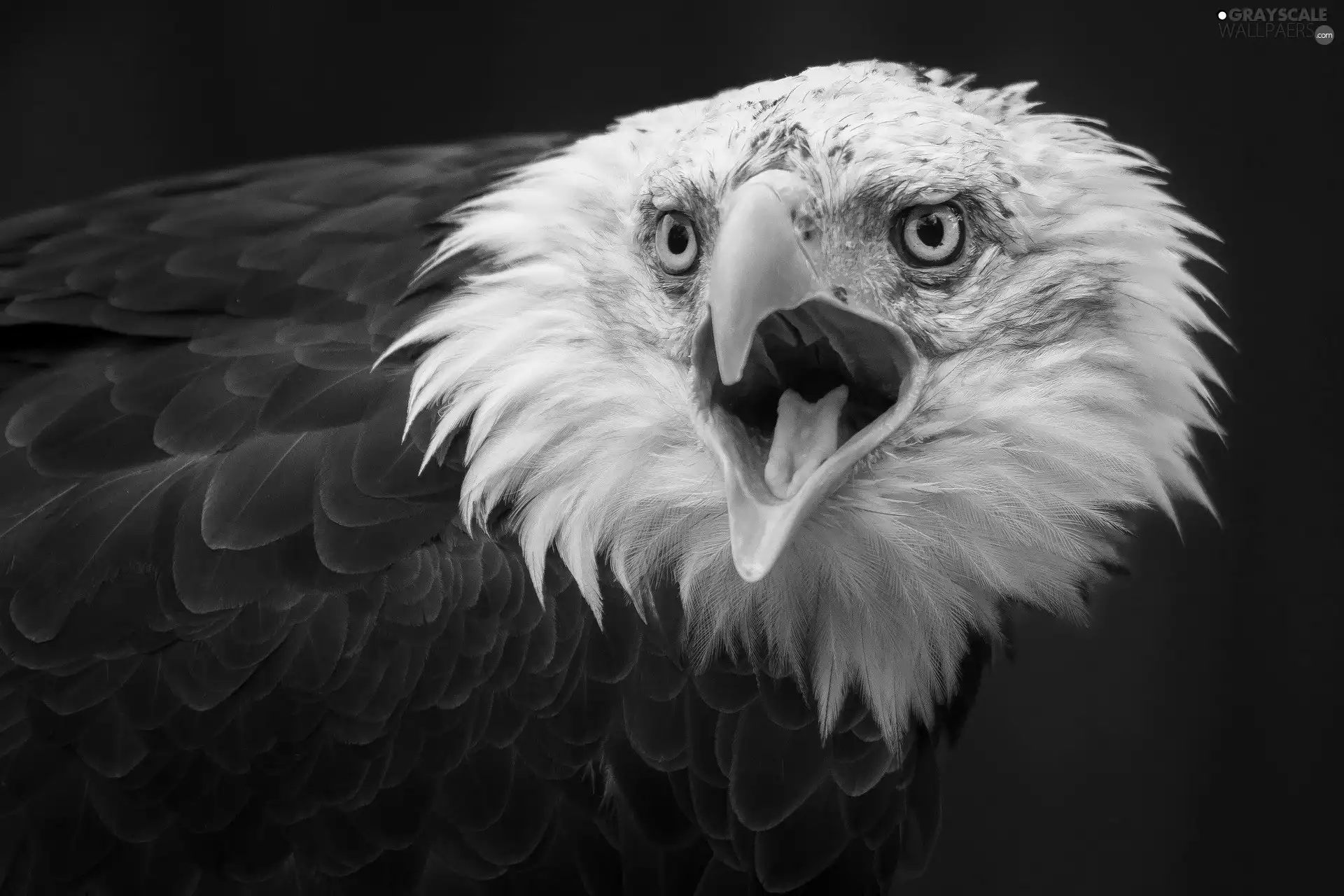 Brown, open, feather, American Bald Eagle, White, nose