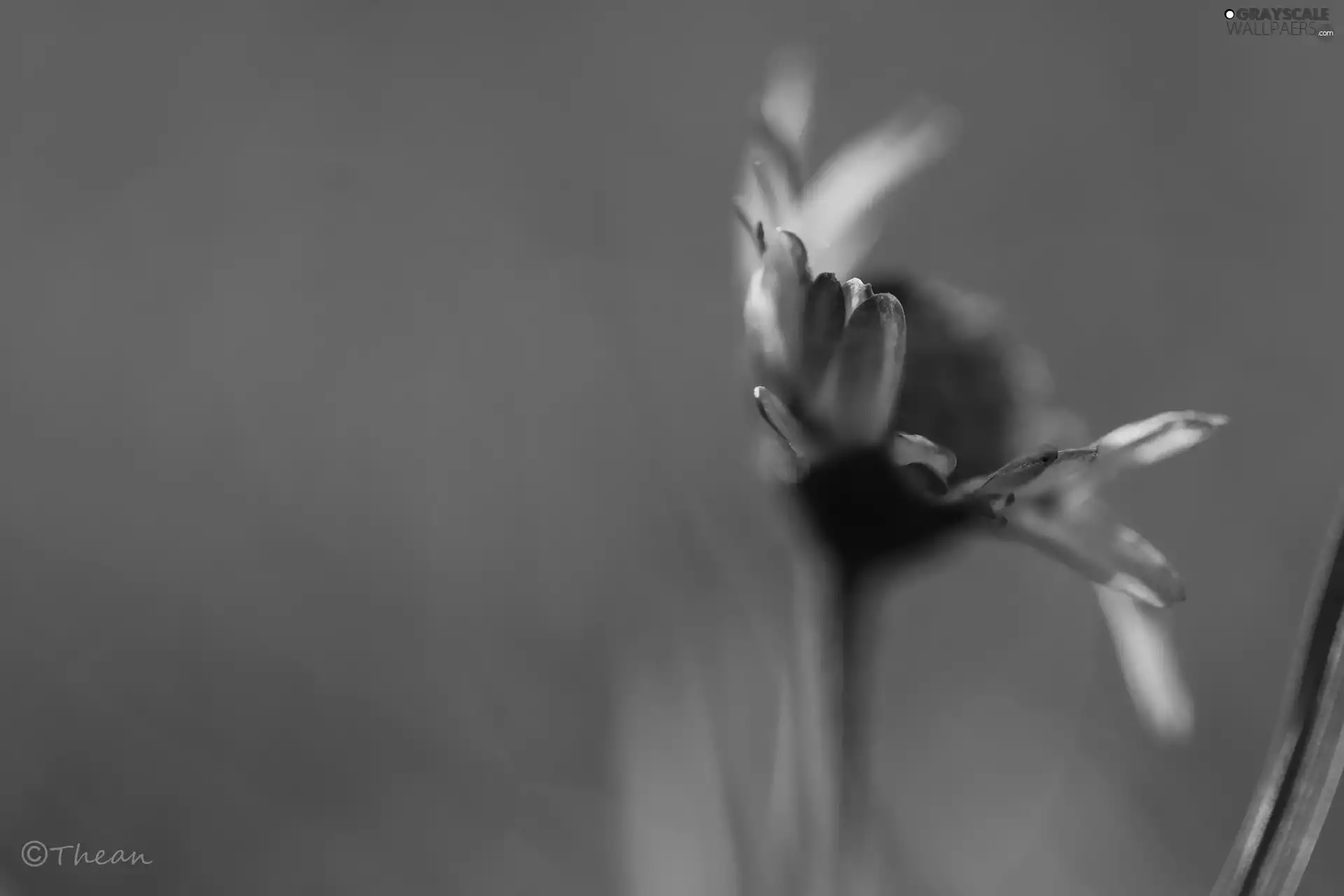 flakes, daisy, white and Pink