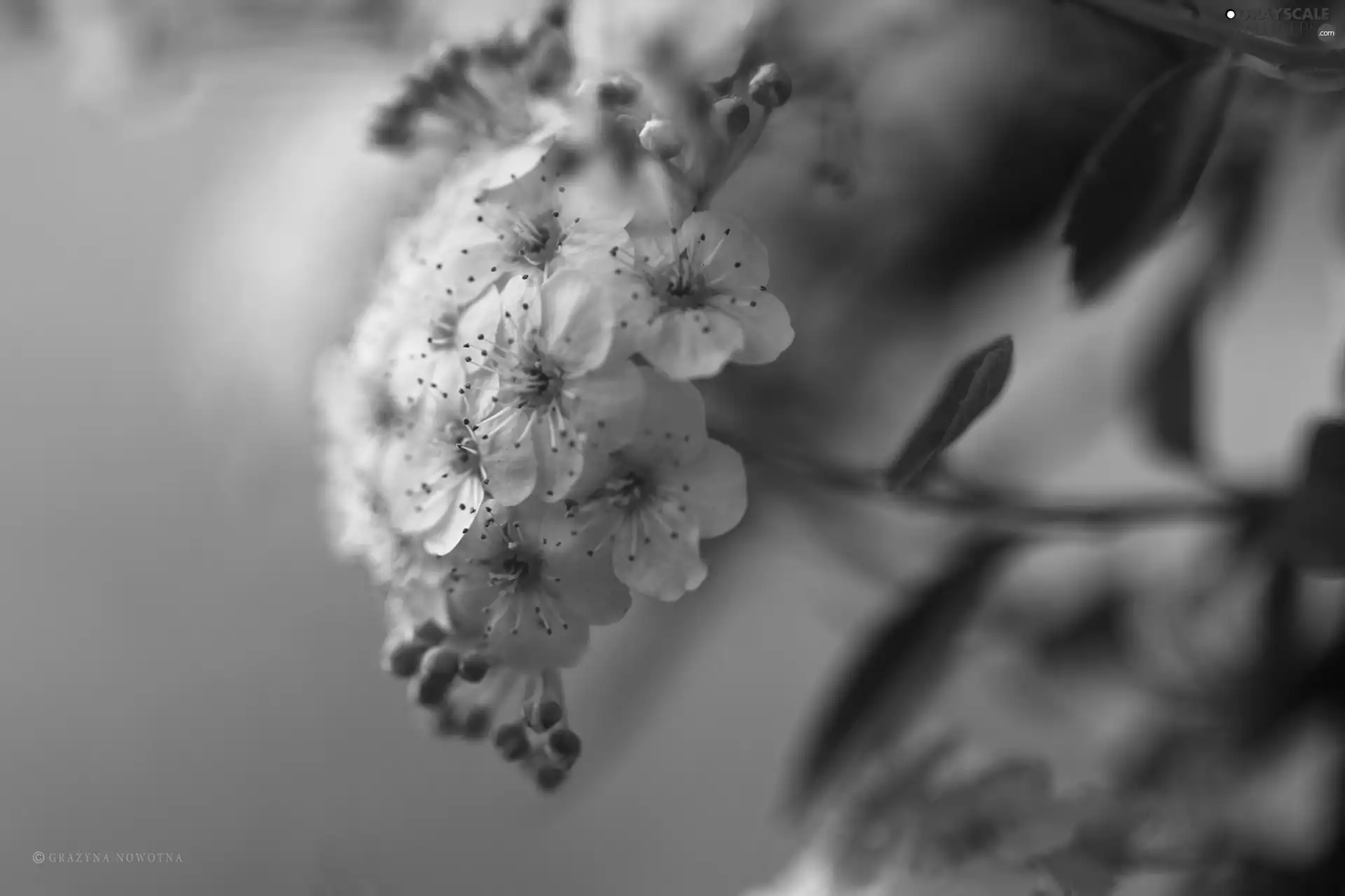 Flowers, White, Spiraea Van Houtte