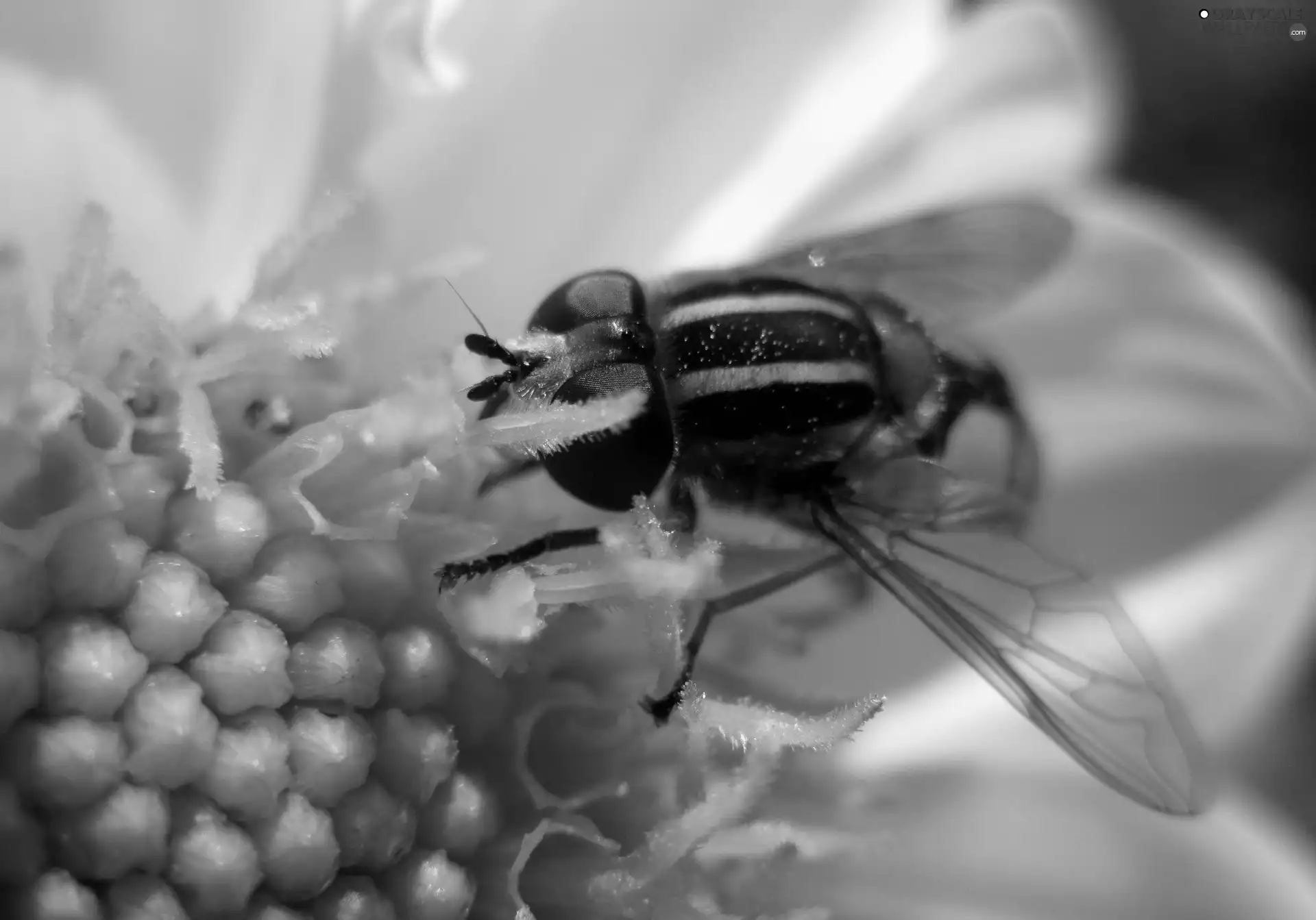 Colourfull Flowers, bee, White